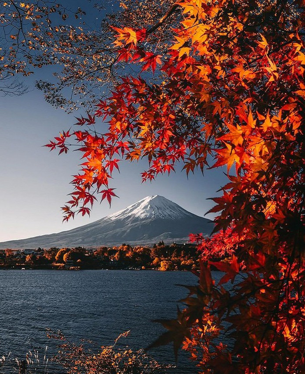 红叶季的富士山,是一幅极美的画卷.