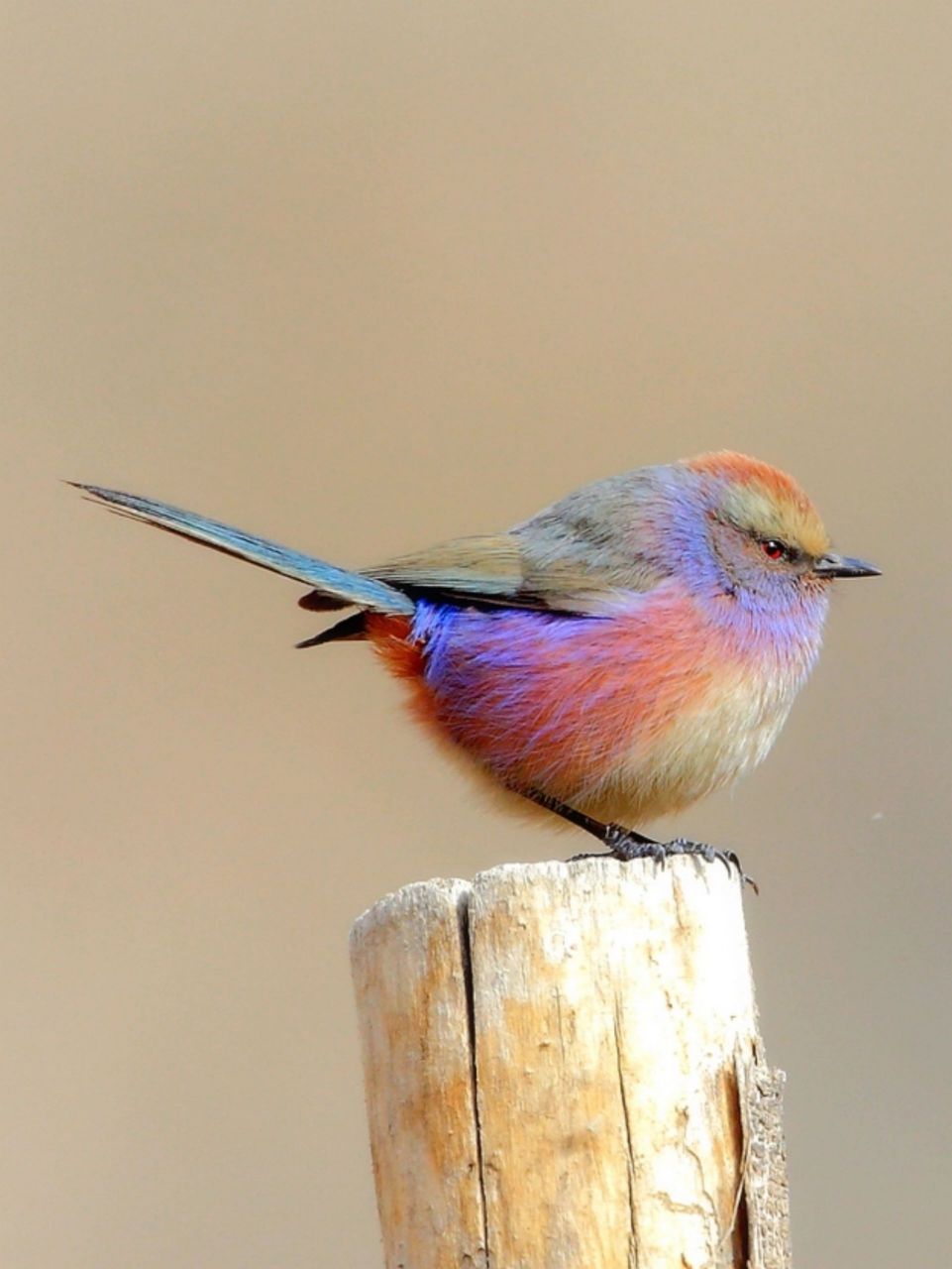 身披七彩霓裳的小仙女 有一种鸟,身披七彩霓裳,在鸟界颜值超群,号称全