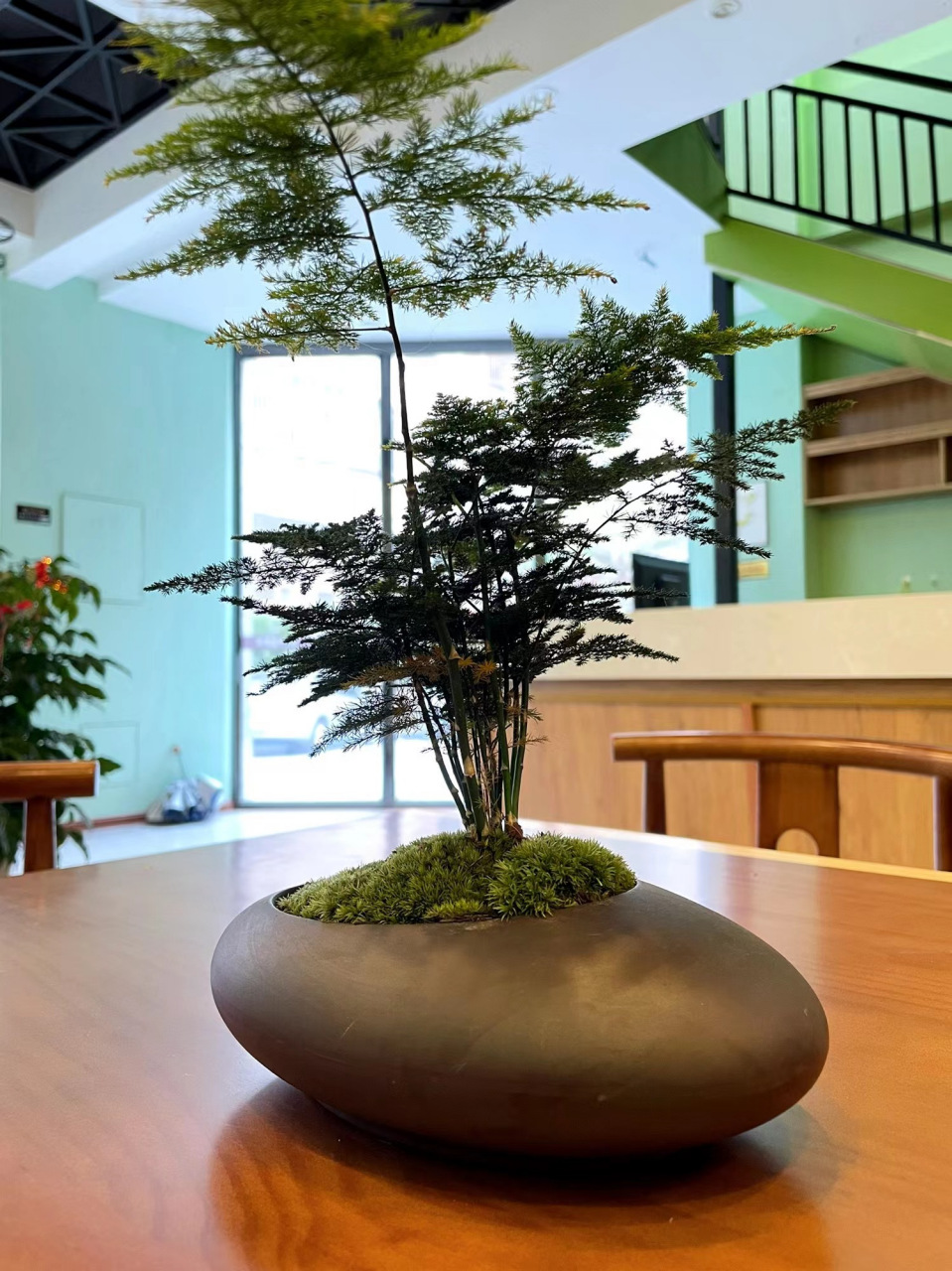 茶台上放上一盆文竹,清新又雅致#文竹