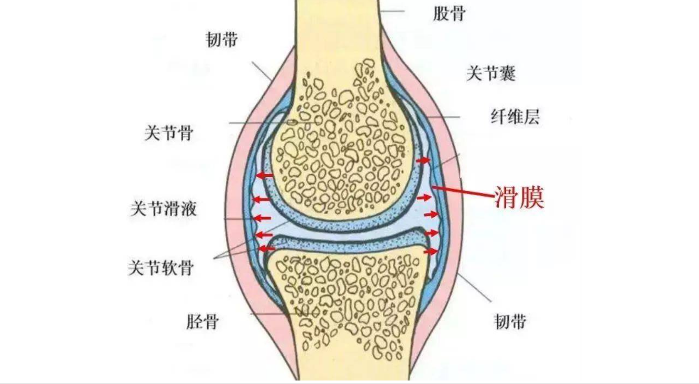 膝关节滑囊位置图图片