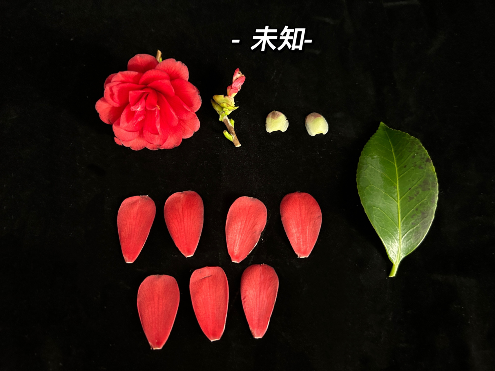 茶花96 学名:camellia sp 又名:山茶花 科:山茶科 属:山茶属 花瓣为