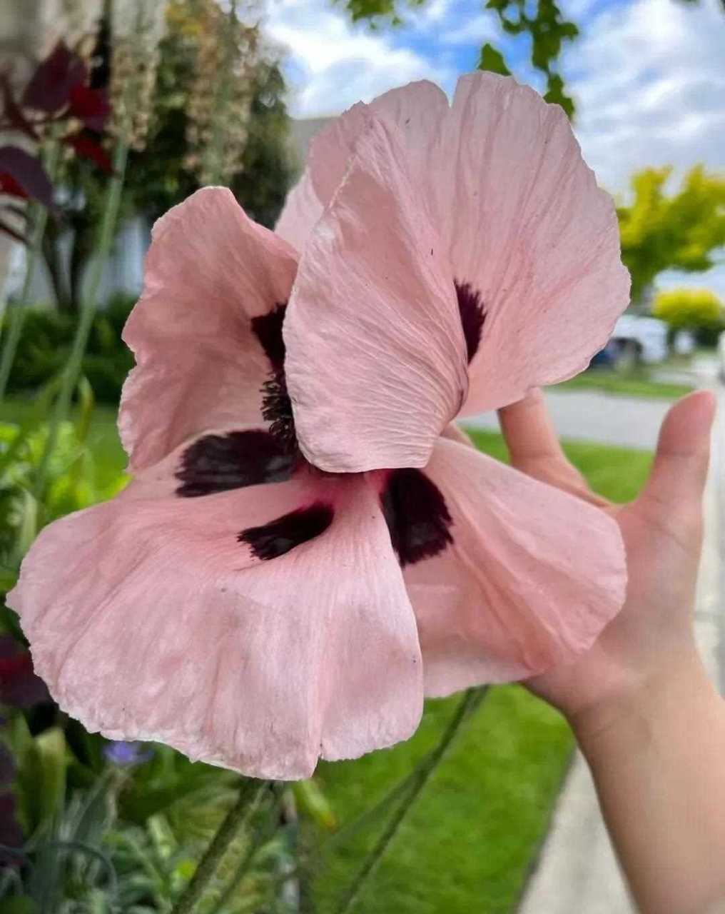 二姐说:这是虞美人.[同上] 小妹说:这是太阳花.