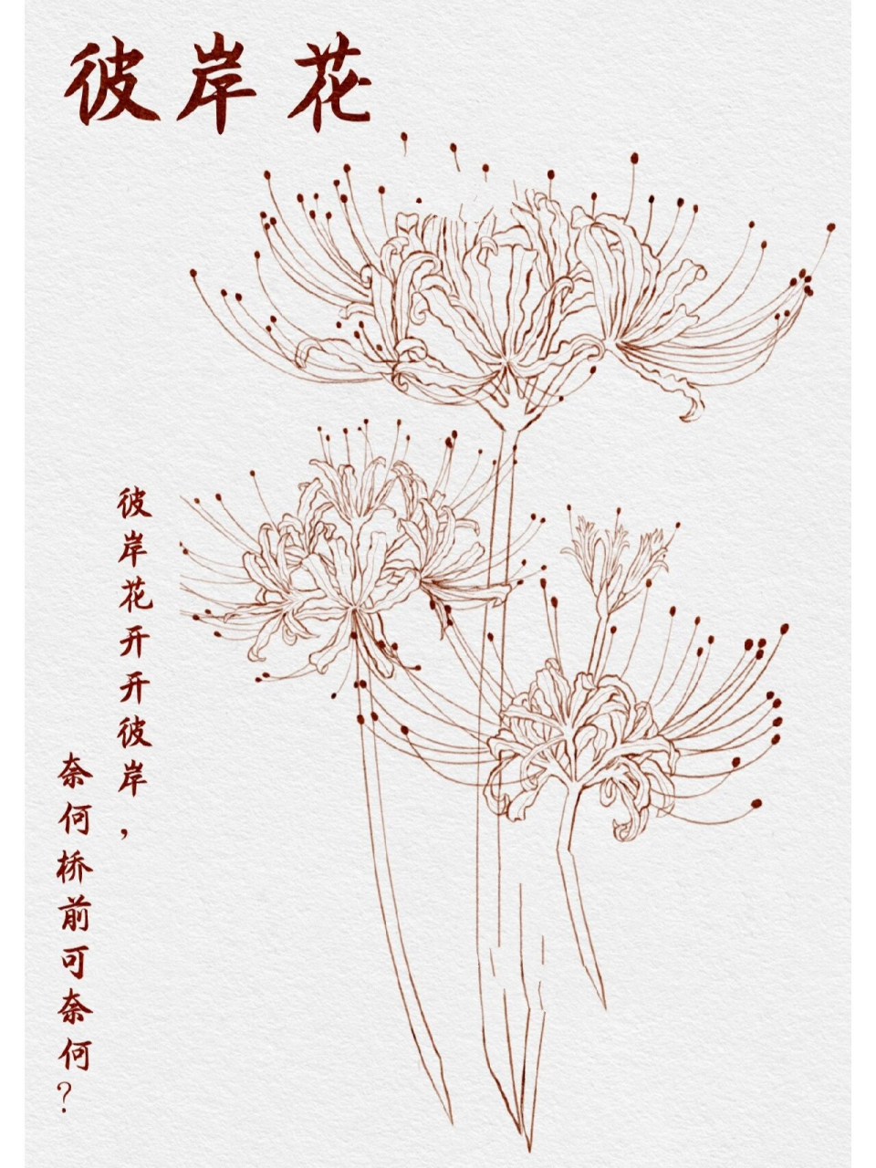 植物花卉——彼岸花(线稿) "彼岸花开开彼岸,奈何桥前可奈何?       "