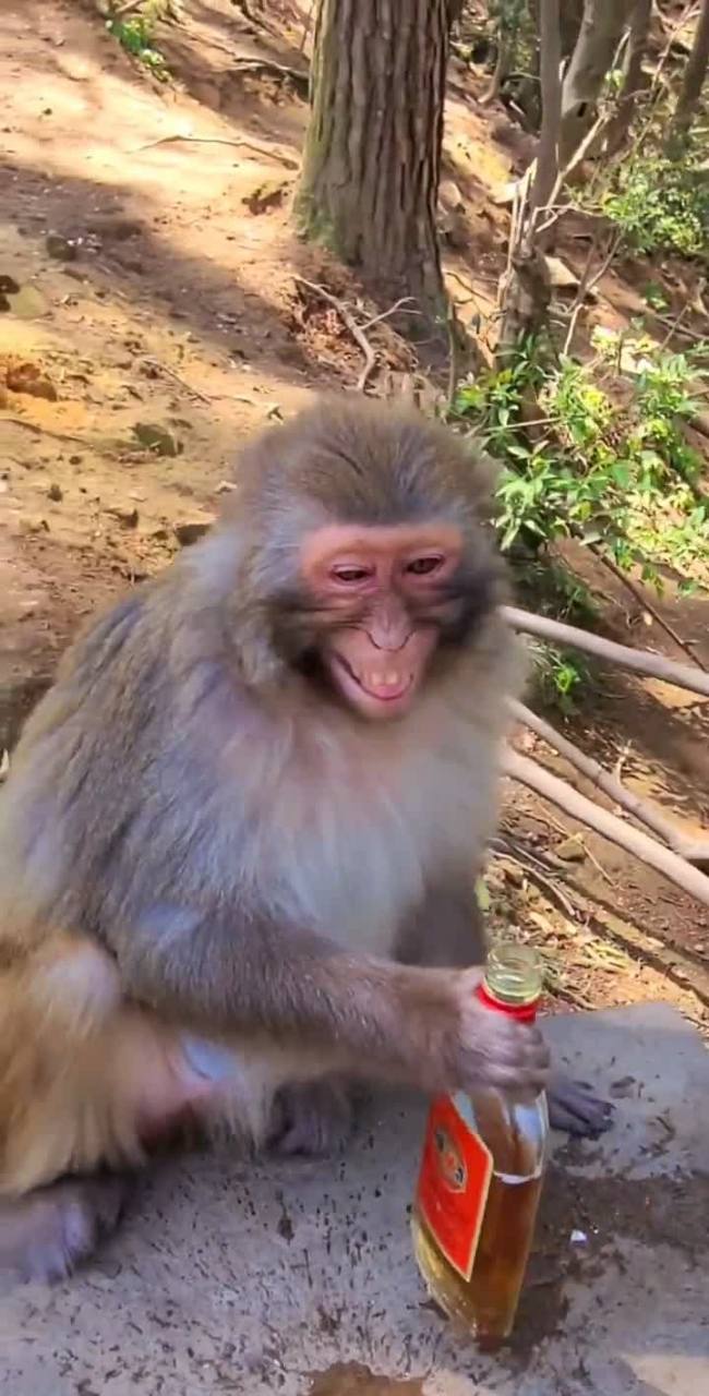 喝了烈酒的猴子笑起来好难看![抠鼻]