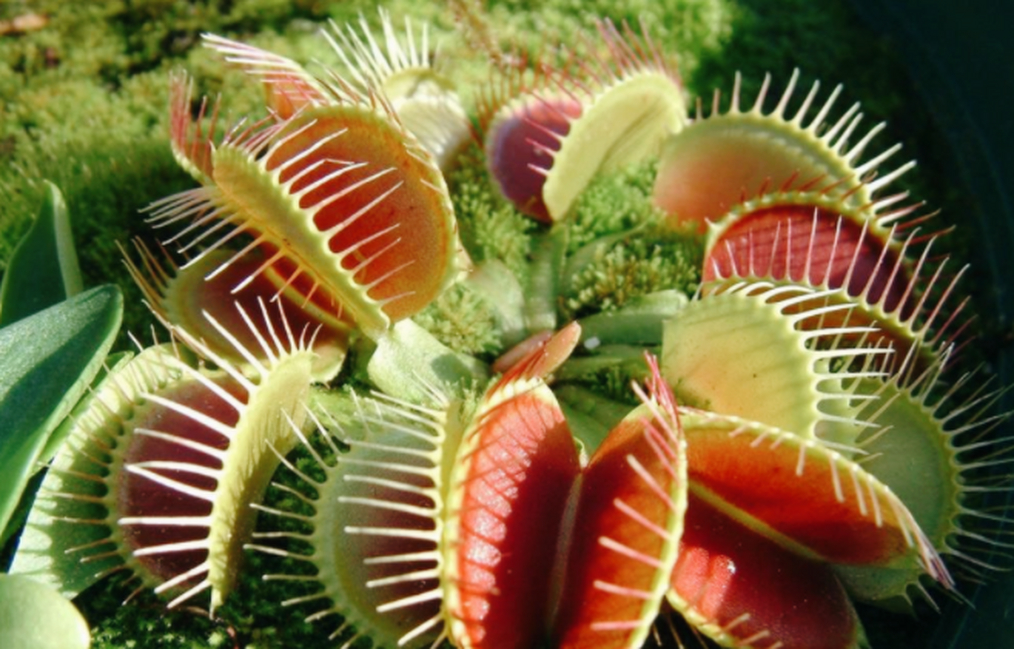 维纳斯捕蝇草是一种非常漂亮的食虫性植物,它们仅仅存在于美国部分