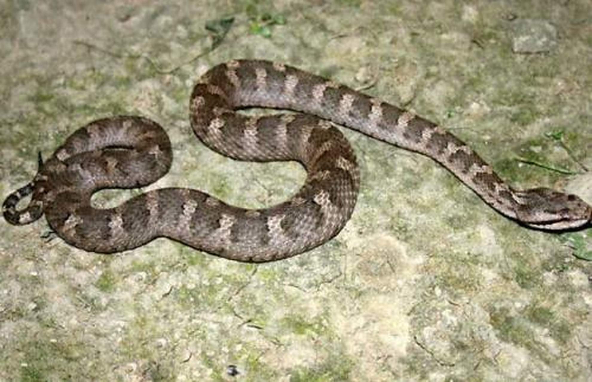 也叫七寸子,七寸蛇麻布袋,麻七寸等. 长0