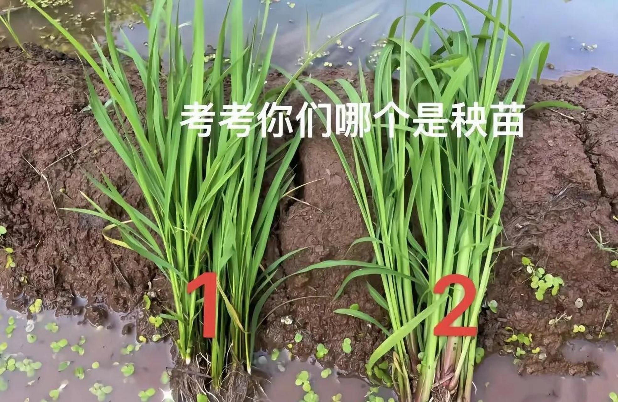 考考你们哪个是水稻秧苗,哪个是杂草1717#水稻