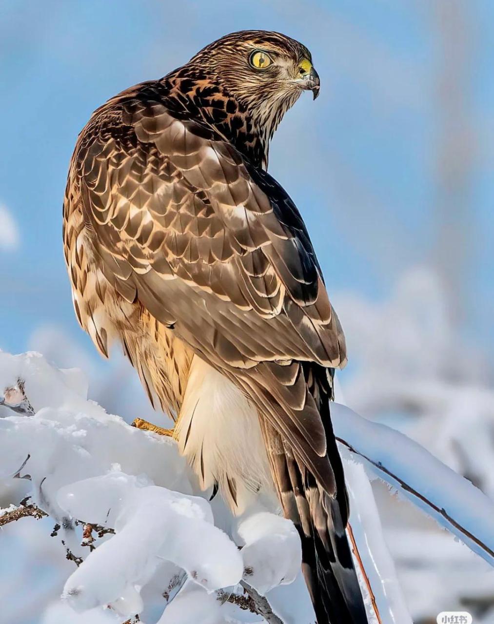 动物世界,这个苍鹰很真实啊