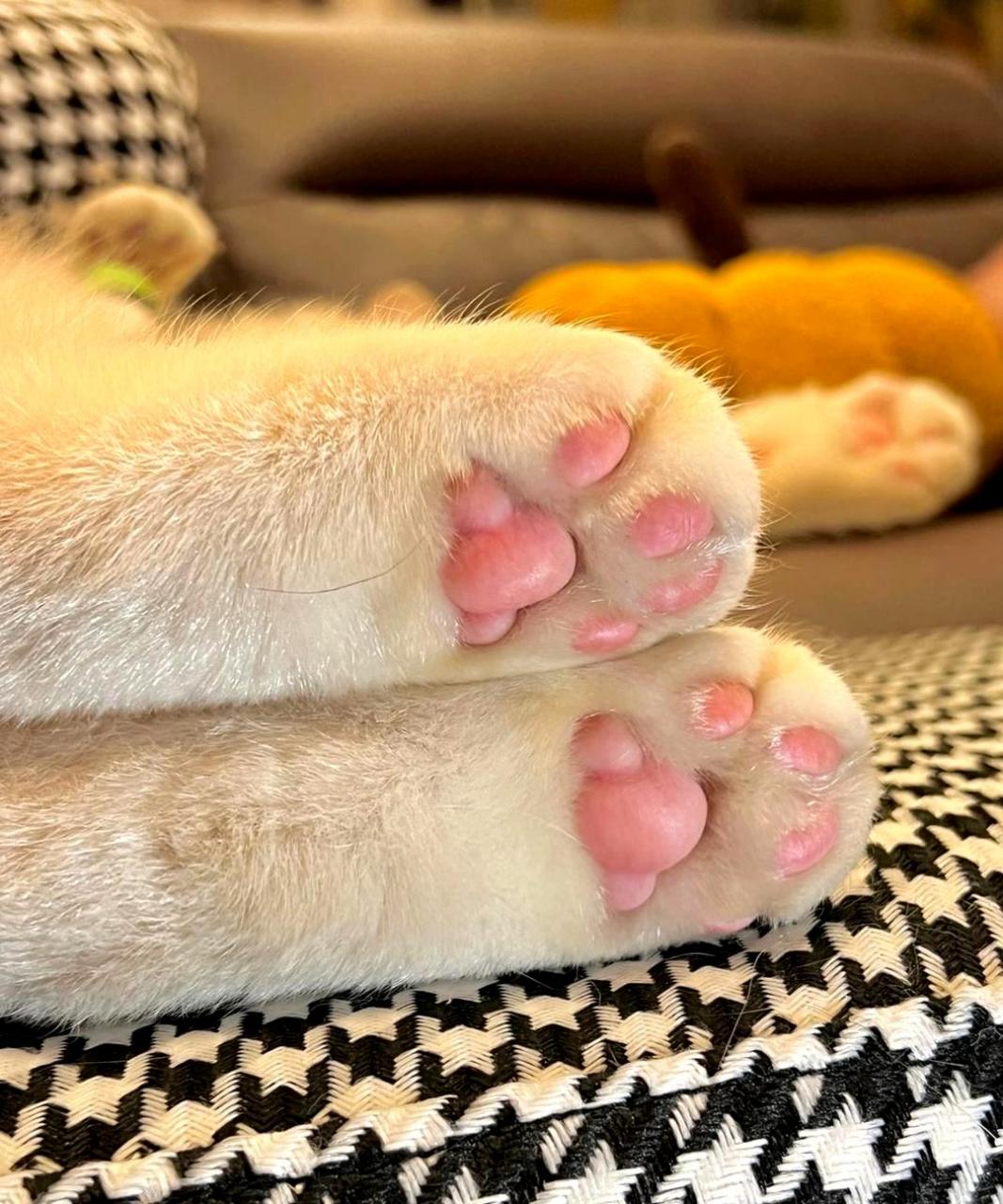 谁能抵挡粉色猫爪的可爱诱惑?