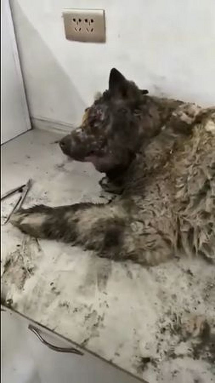一只萨摩耶犬蜷缩角落,洁白的毛被烟熏得又黑又脏还怀着身孕,它是纳莉