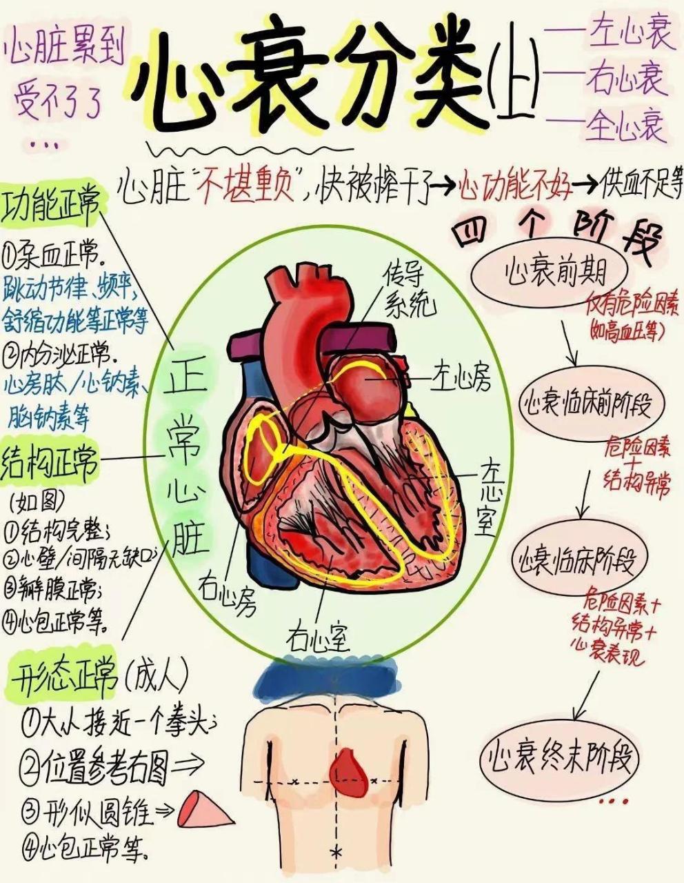 心脏四格简易图结构图片