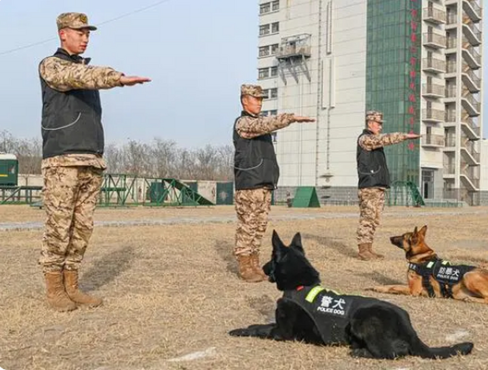 近日,武警天津总队机动支队紧盯实战化训练要求,组织警犬开展战术越障