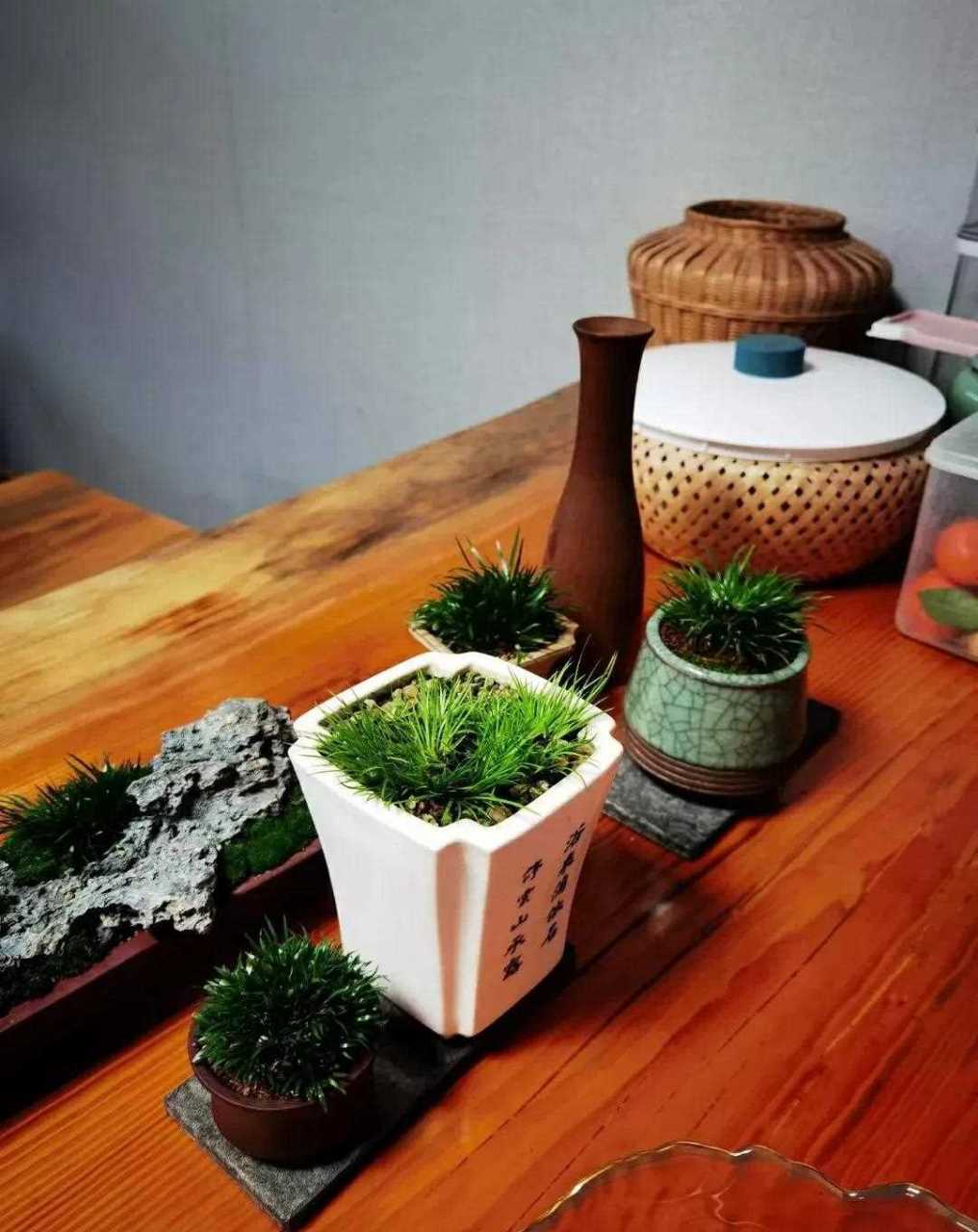 精品文人草菖蒲盆景欣赏  文人雅室案头之上,摆上一盆菖蒲, 简单,雅致