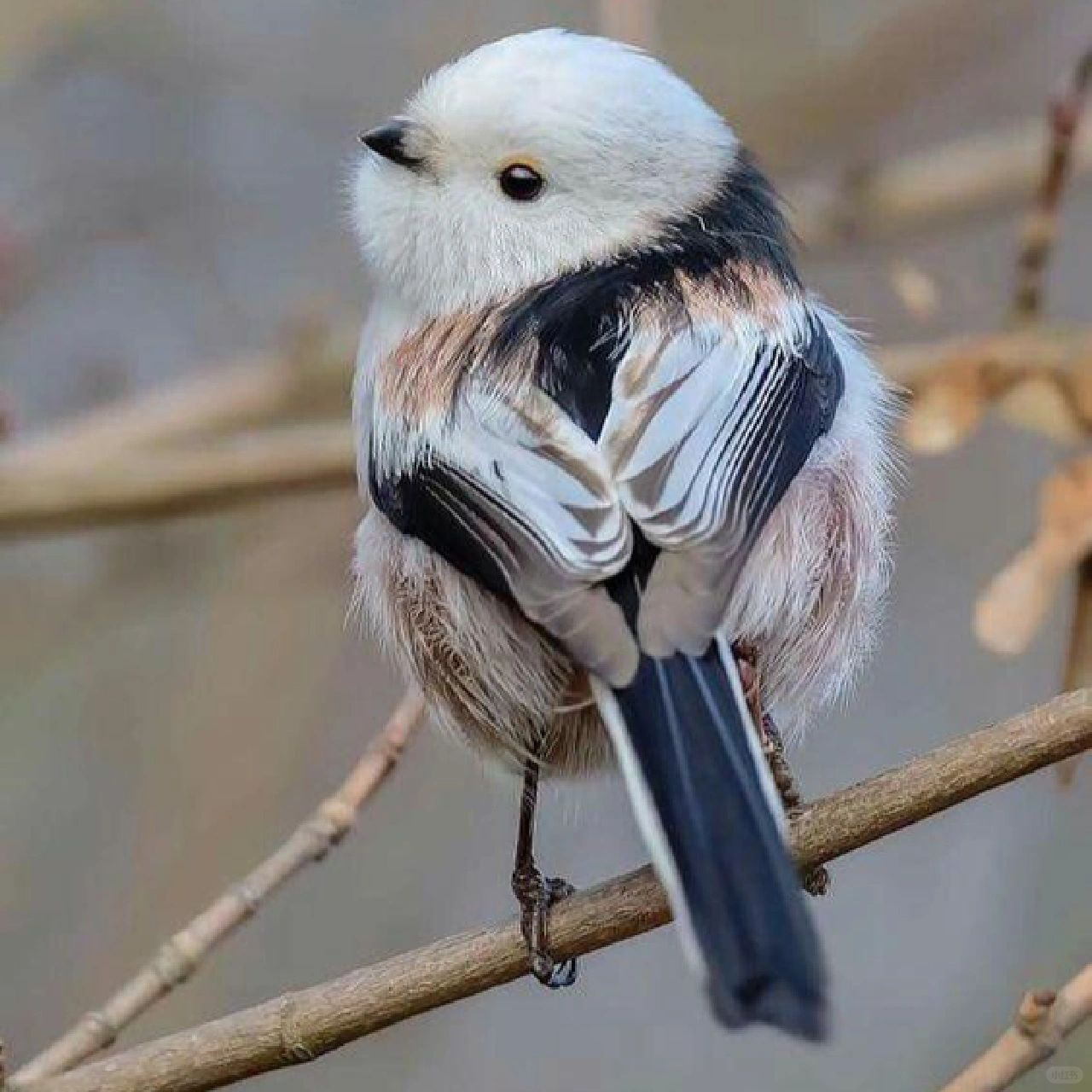 这是什么鸟?这么可爱!