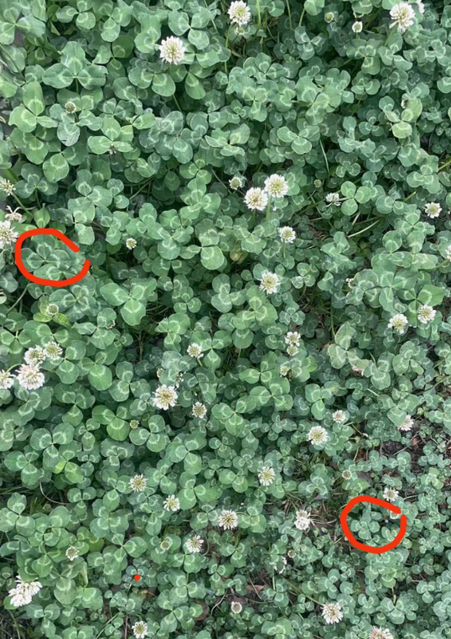 四叶草是三叶草的伴生物吗?