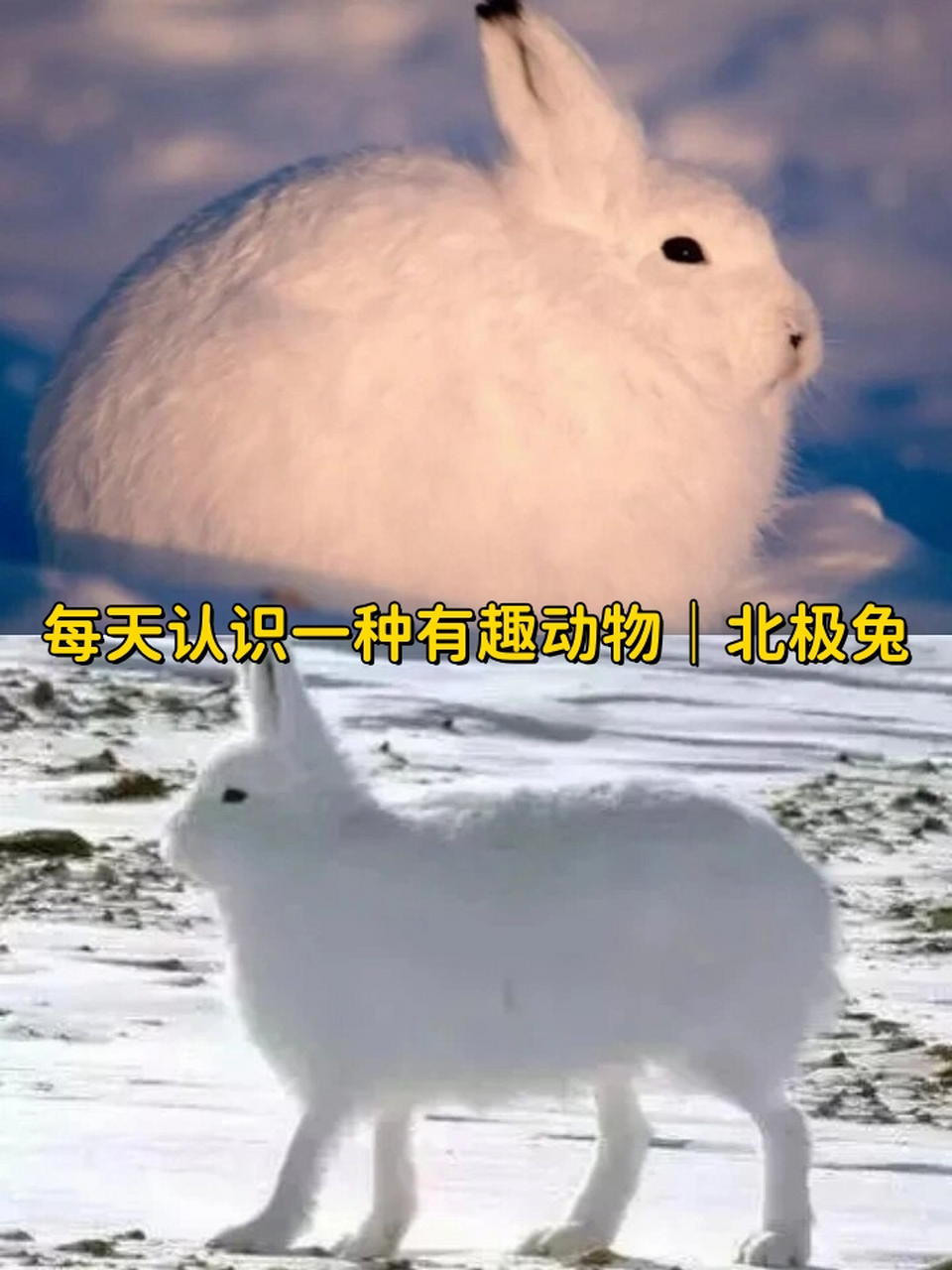 每天认识一种有趣动物|北极兔  北极兔,被称为"大长腿的小兔子",是一