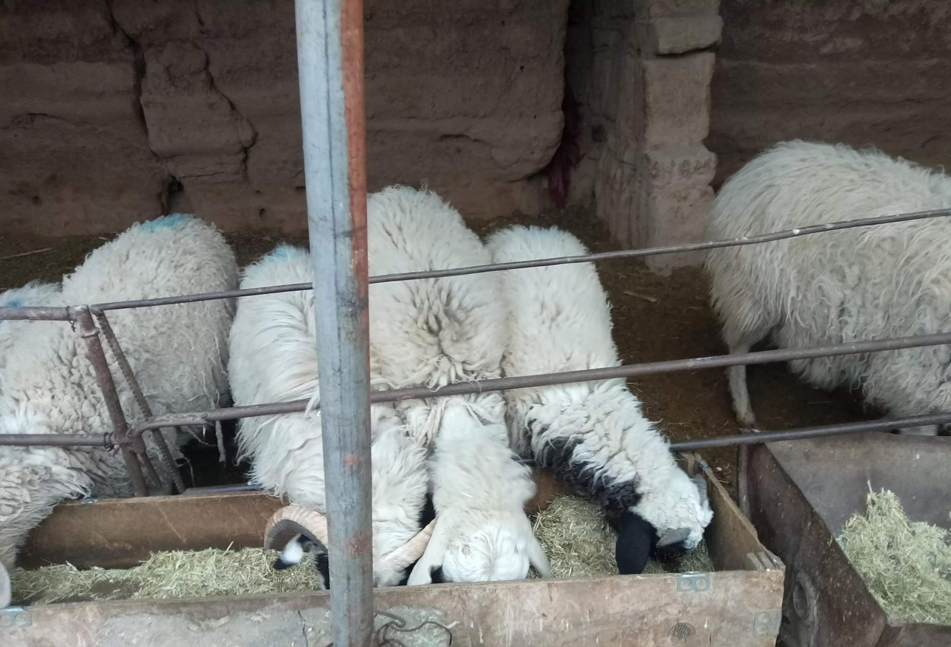 每天喂羊前打扫干净羊槽,尽可能少量添草让羊抢着吃,羊多嘴多,羊吃草