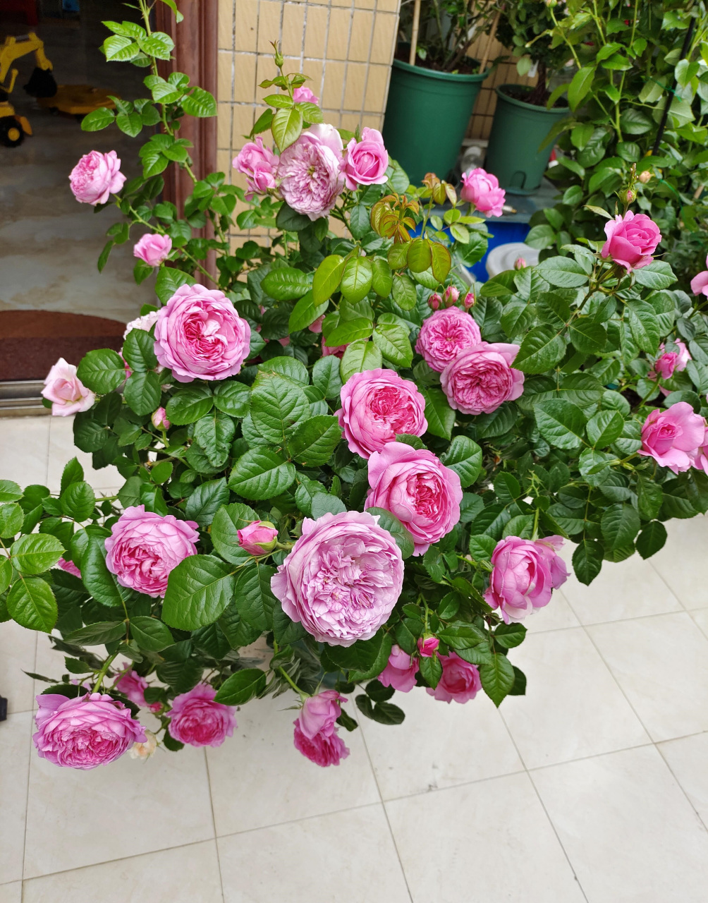 这个品种名字叫"尚塔尔·梅里厄"(chantal mérieux),株高80-100厘米