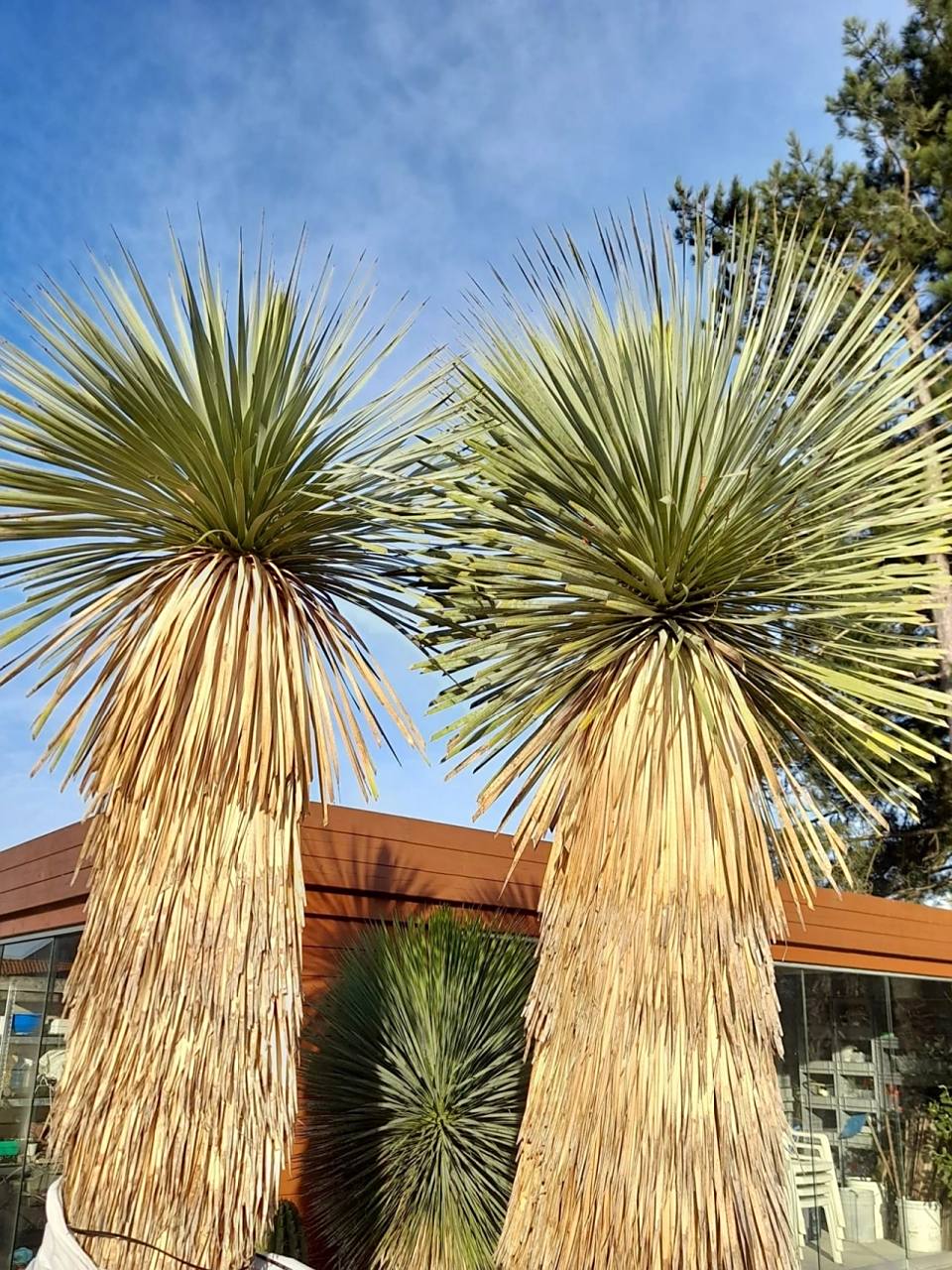 荒漠中的稻草人-鸟喙丝兰 鸟喙丝兰 学名:yucca rostrata engelm.