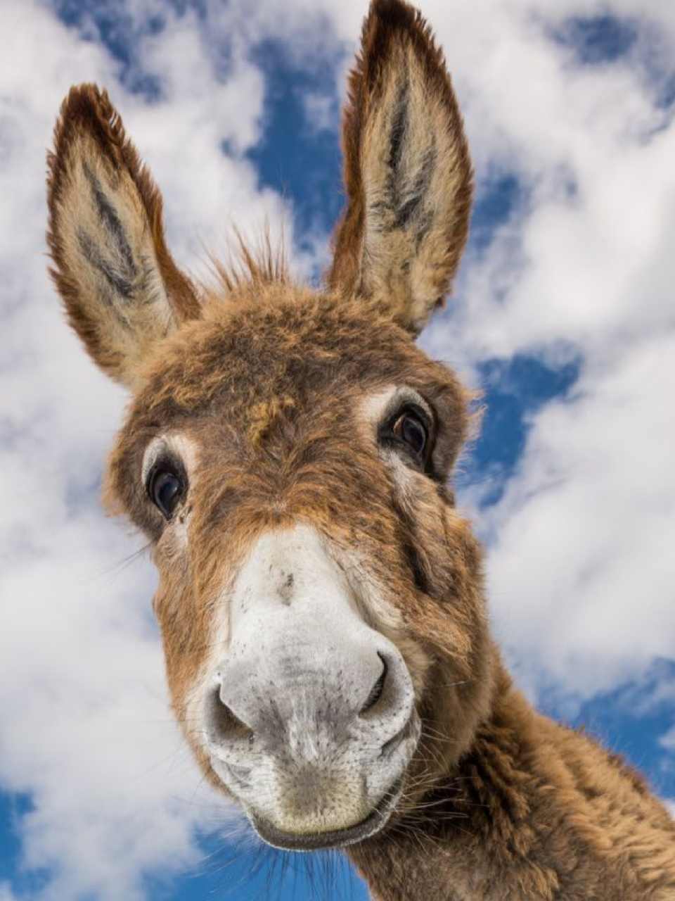 每天陪孩子一起瞧动物 名称:驴(equus asinus) 别名:毛驴,驴子 分类