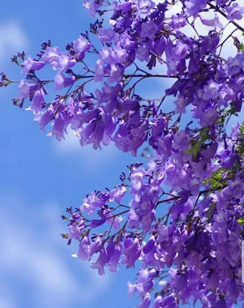 蓝花楹如蓝雾般朦胧淡雅,静谧深邃   禅城是一座爱花之城.