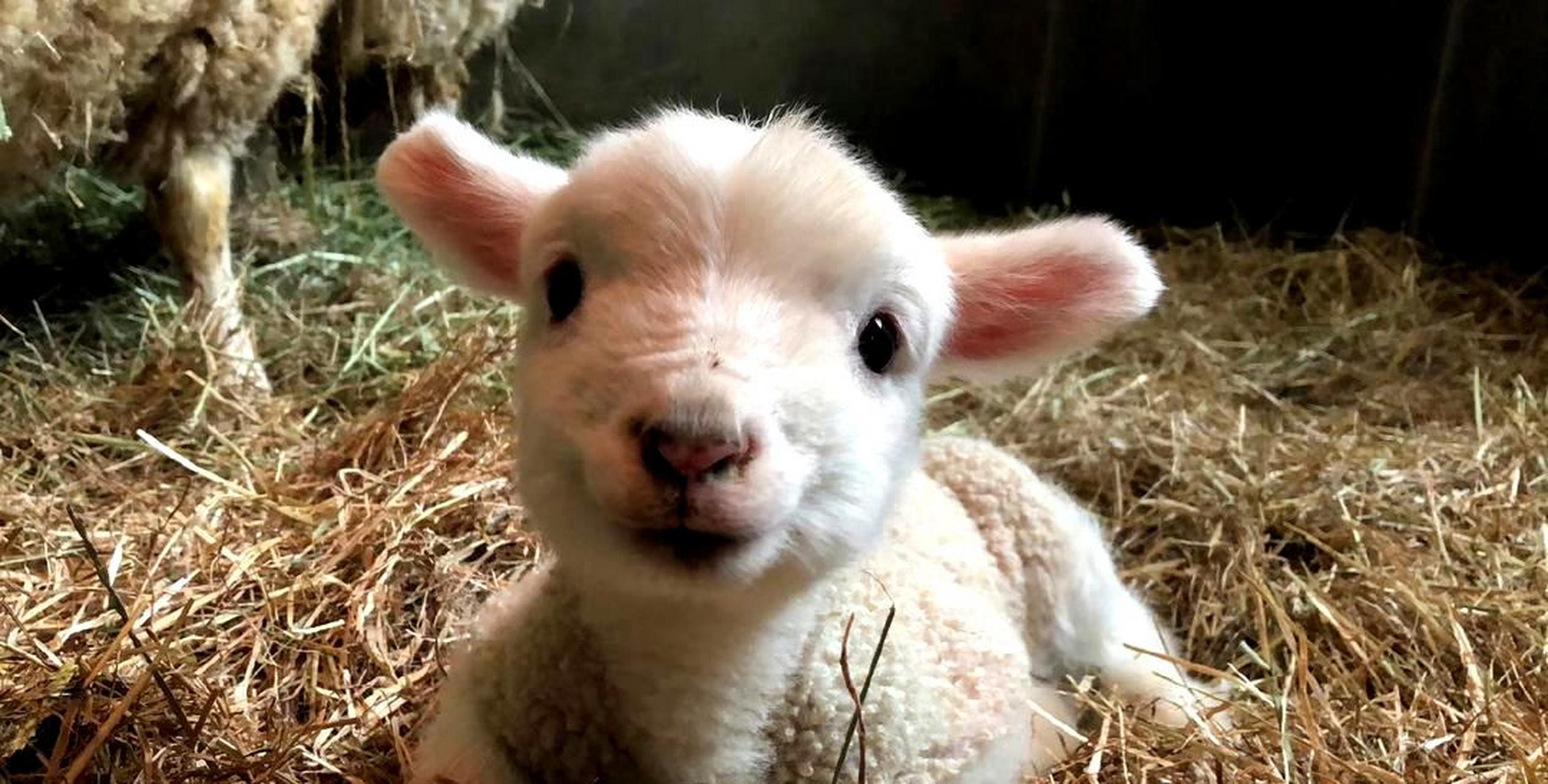 这只刚出生的小羊,像个毛绒玩具一样,太可爱了.