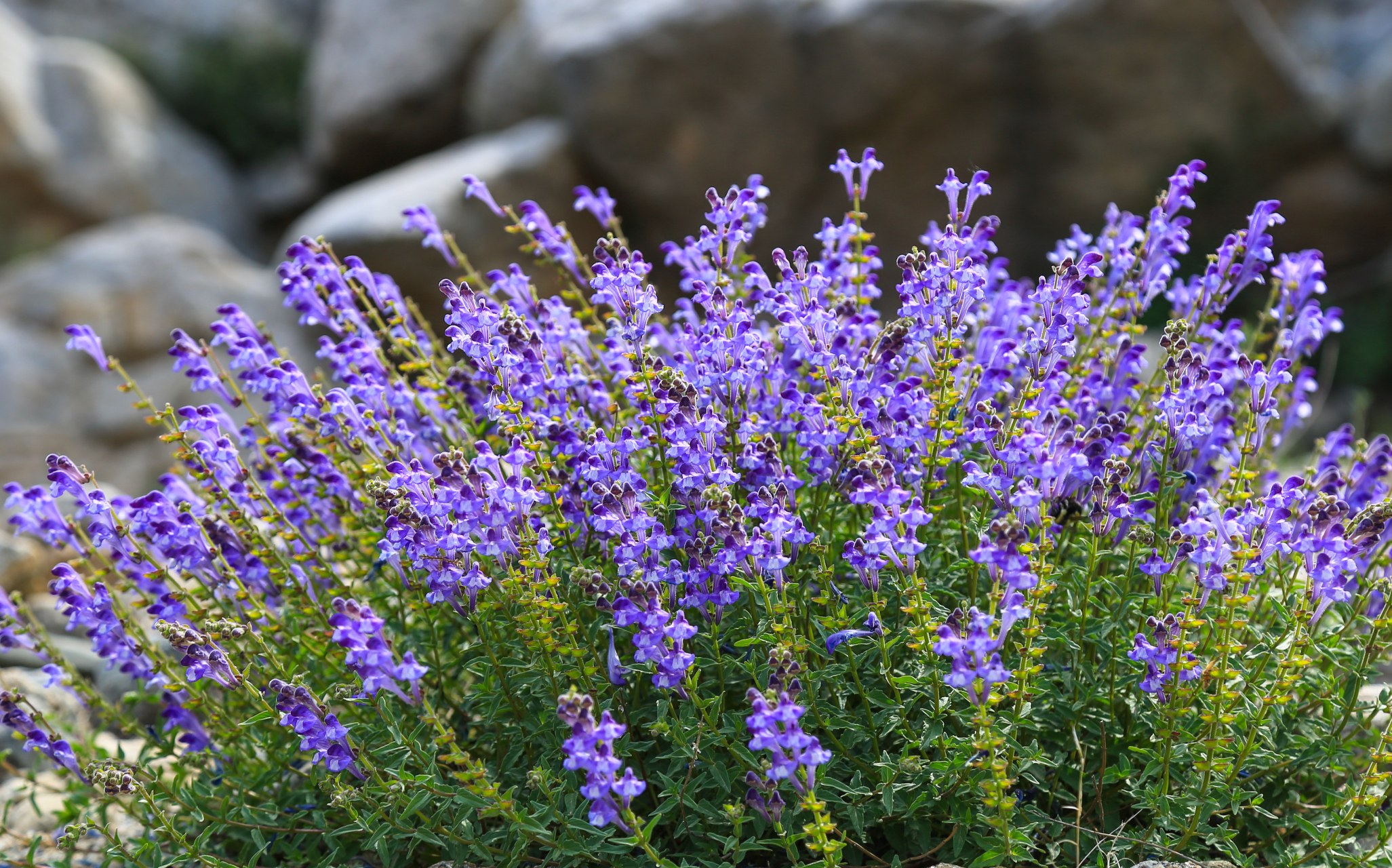 山野花儿:并头黄芩,唇形科黄芩属植物.根茎斜行或近直伸,节上生须根.