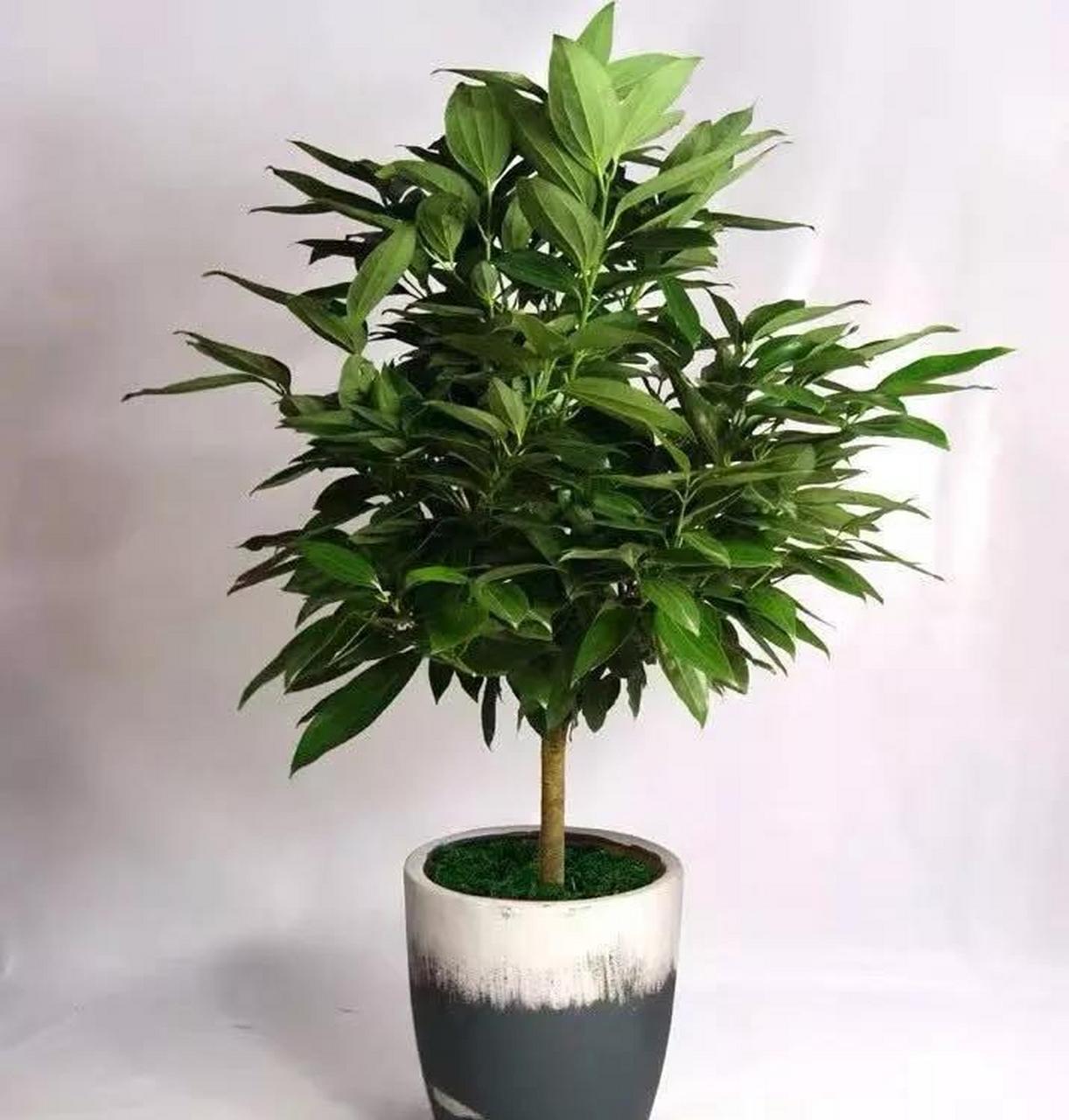 护宅吉祥 平安树寓意平安幸福,护宅吉祥,是优良的室内观叶植物