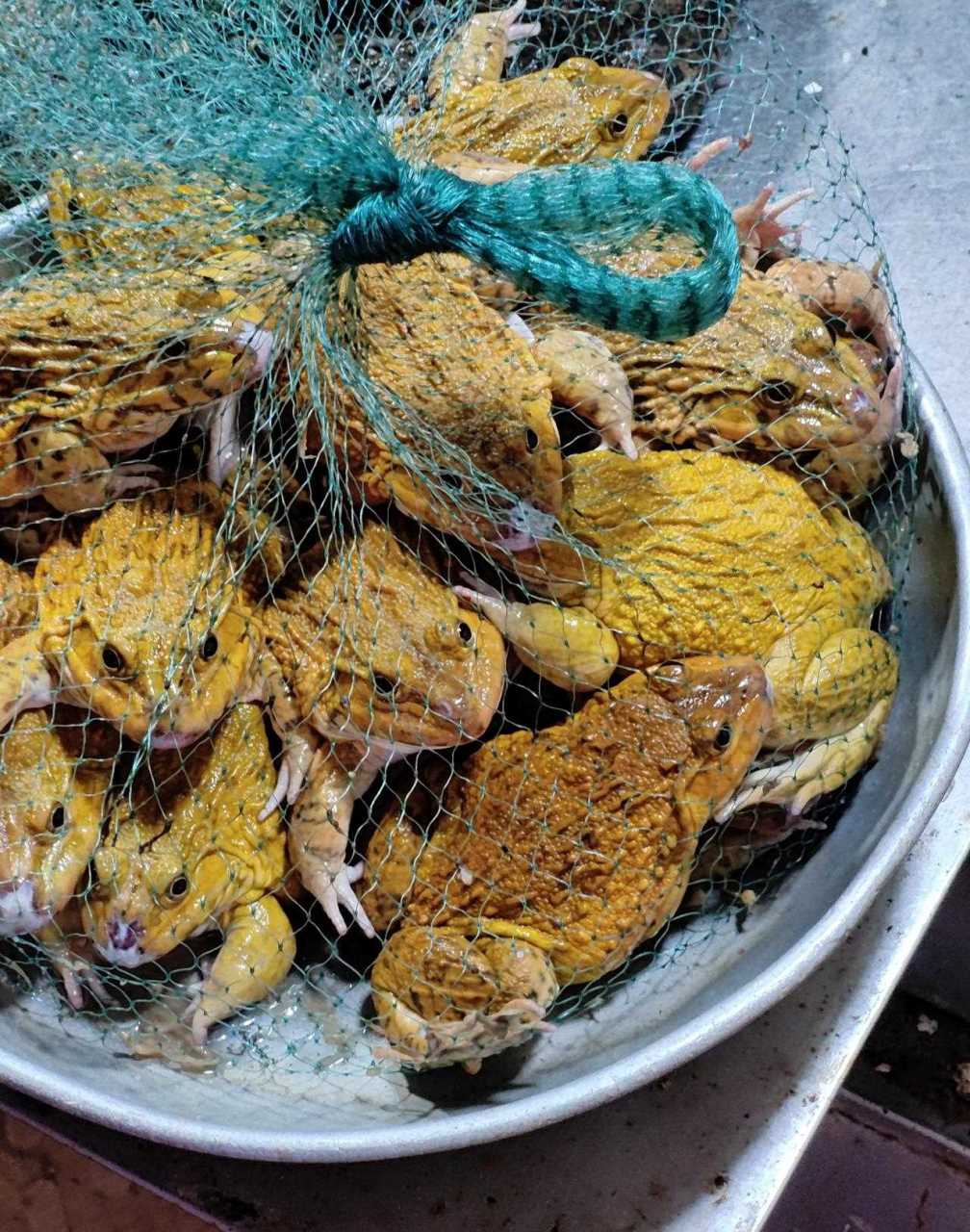 图1绿色的是黑斑侧褶蛙,中国本土常见的青蛙,广州人说田鸡,就是它了.