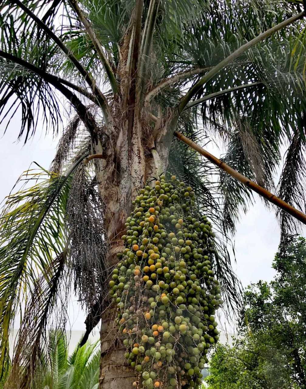 这种树,名字叫金山葵,看看树上挂着的果实,成熟后叫"招财鼠",可以用来