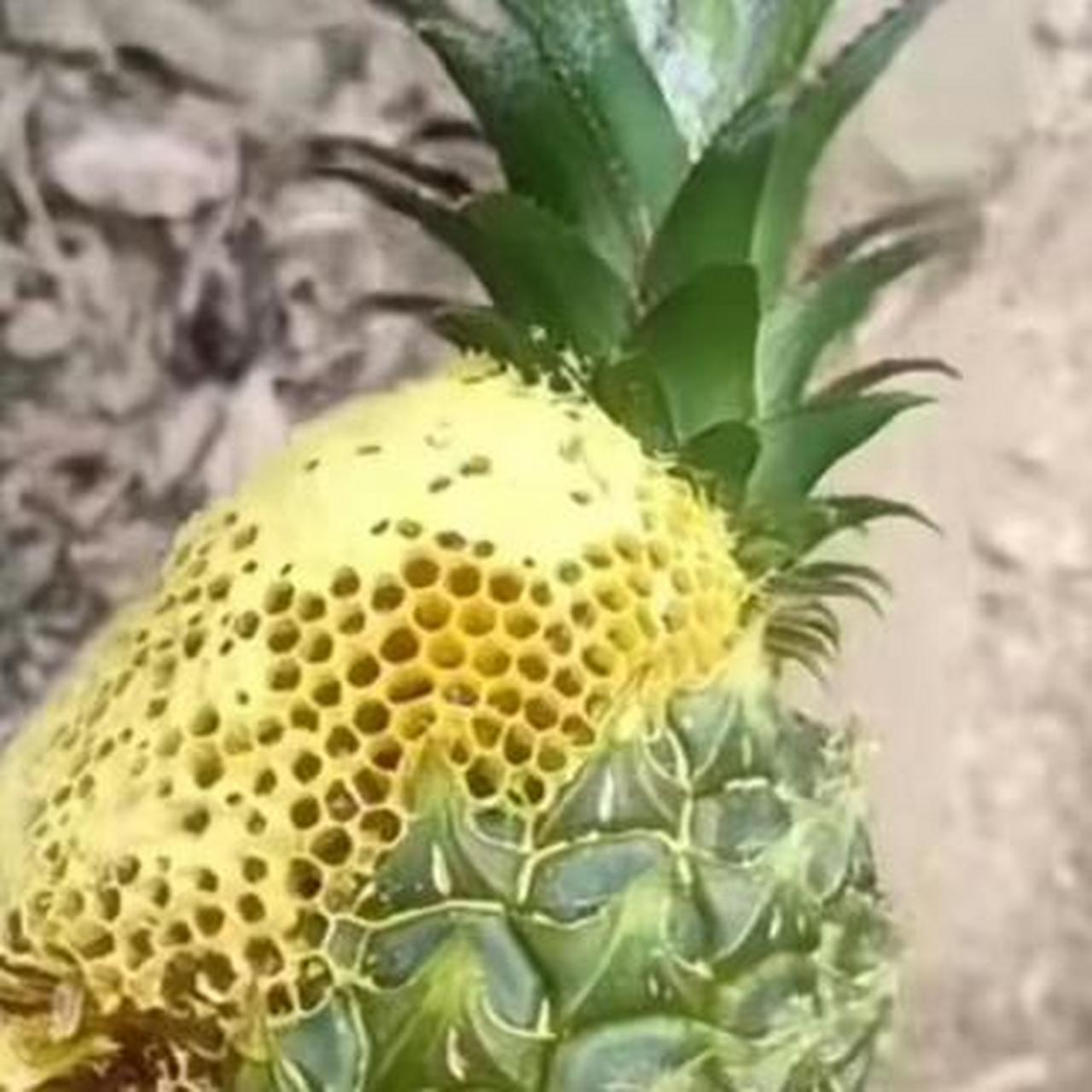 这是菠萝与蜜蜂的新品杂交?叫什么名?