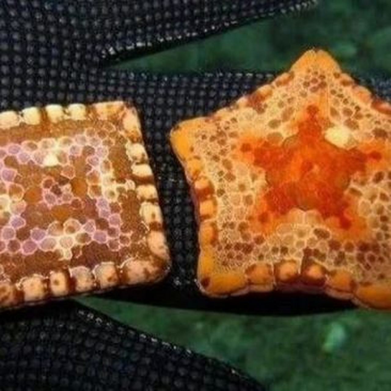 卖海鲜的朋友给我见识了五角海星,但是有一个海星很奇怪,为什么会存在