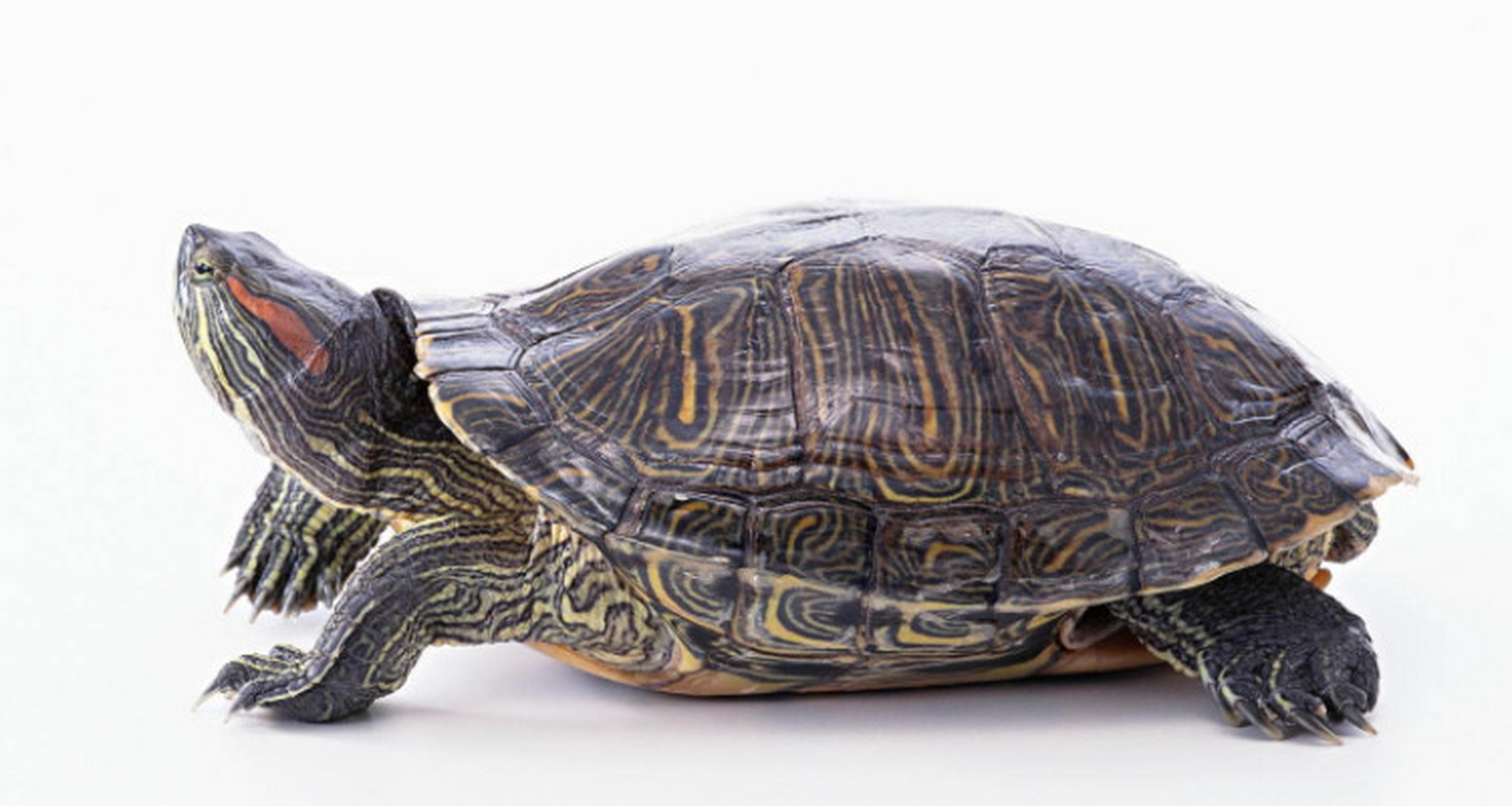 生态系统的破坏  巴西龟是外来物种,它们通常以藻类,水生植物,小型无