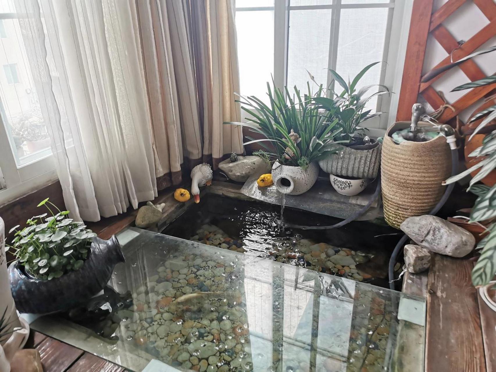 见过在家里养鱼的,没见过在家里做了个"鱼池"的,确实有点高大上,一个