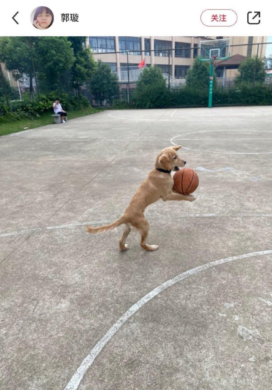 爱打篮球的狗狗,狗狗:累趴了,歇会儿再来.[笑哭]