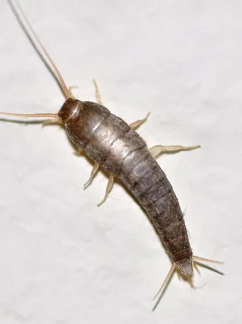 衣鱼,又称银鱼,是一种小型昆虫,它们在室内环境中很常见,平时多栖息在