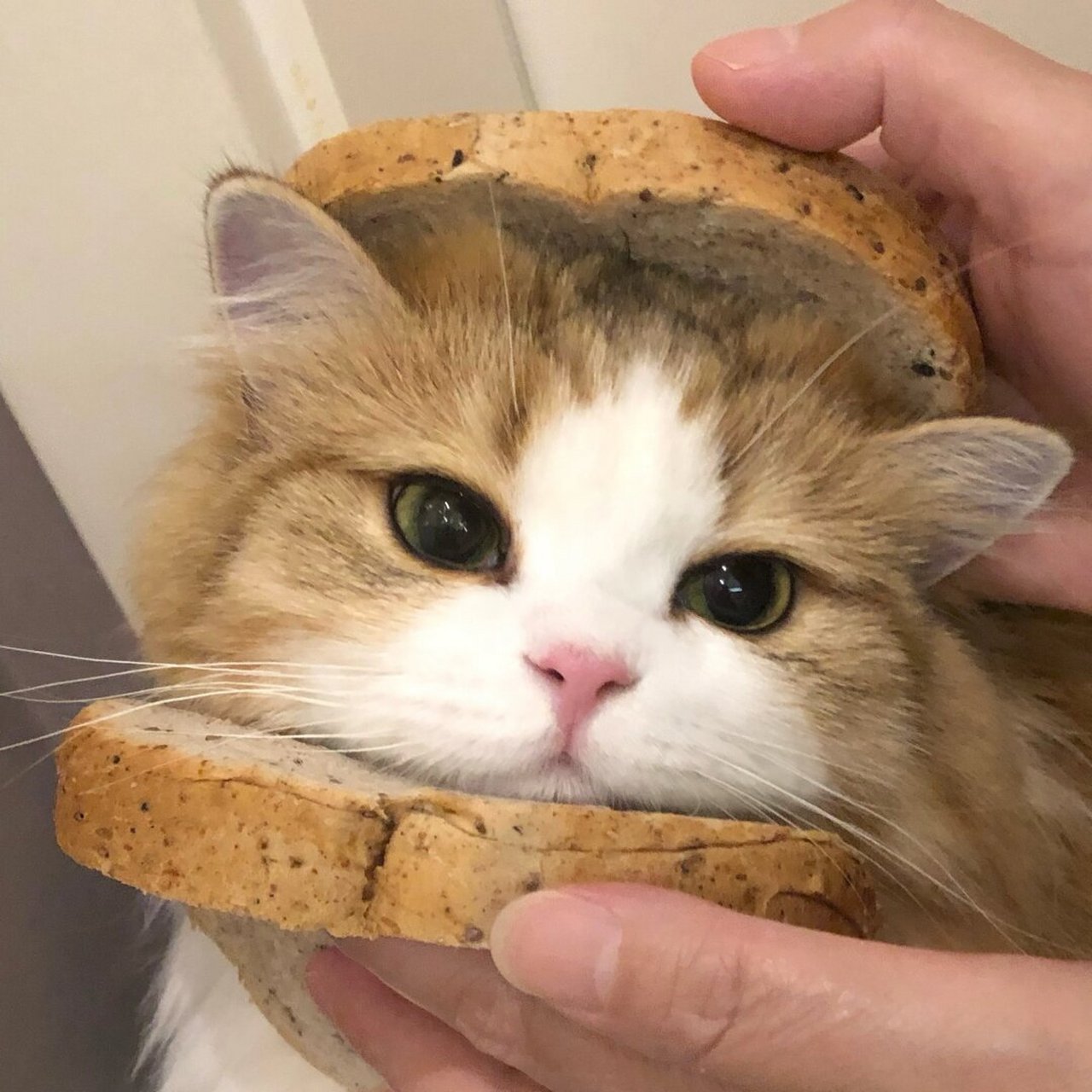 糯叽叽的小猫吐司头像  世界千疮百孔,而小猫用它的耐心和细心,一针