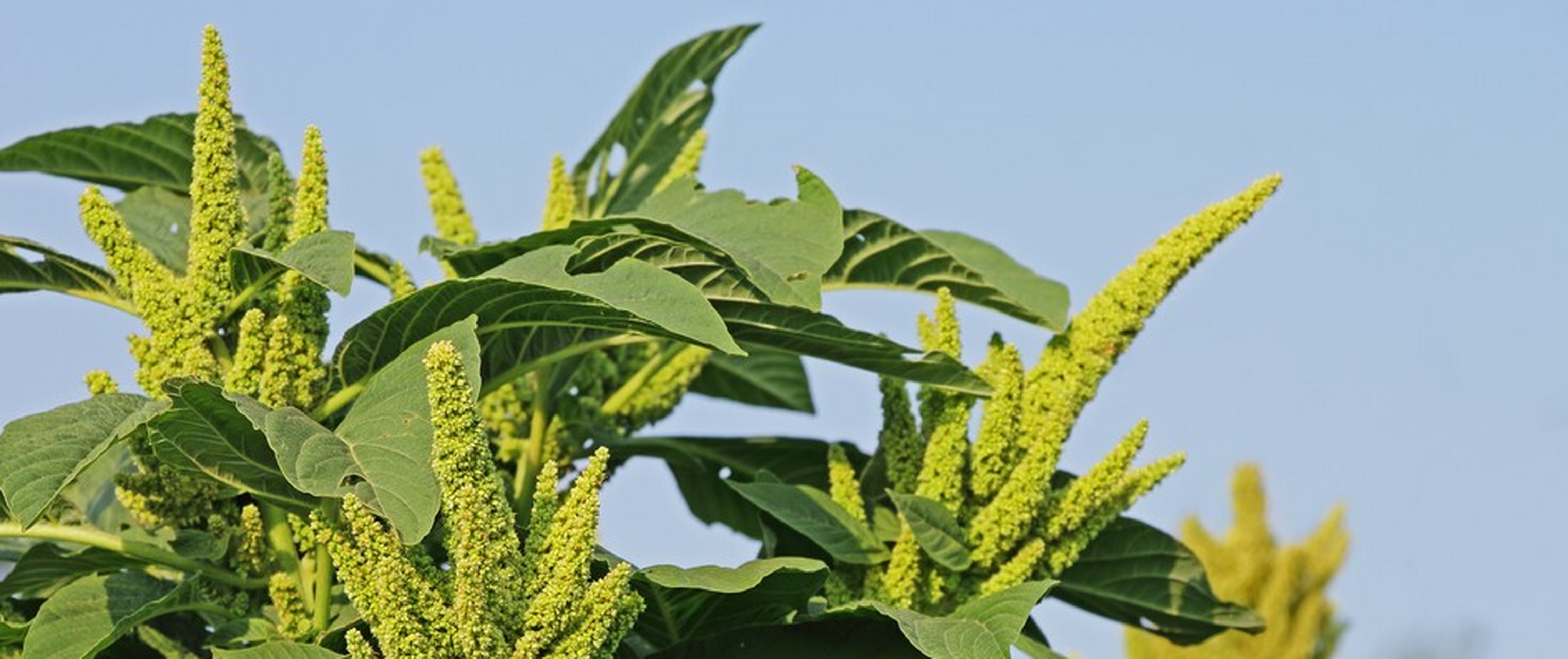 恰特草,称为阿拉伯茶,也门茶等,种产于东非和阿拉伯半岛地区,就连我国