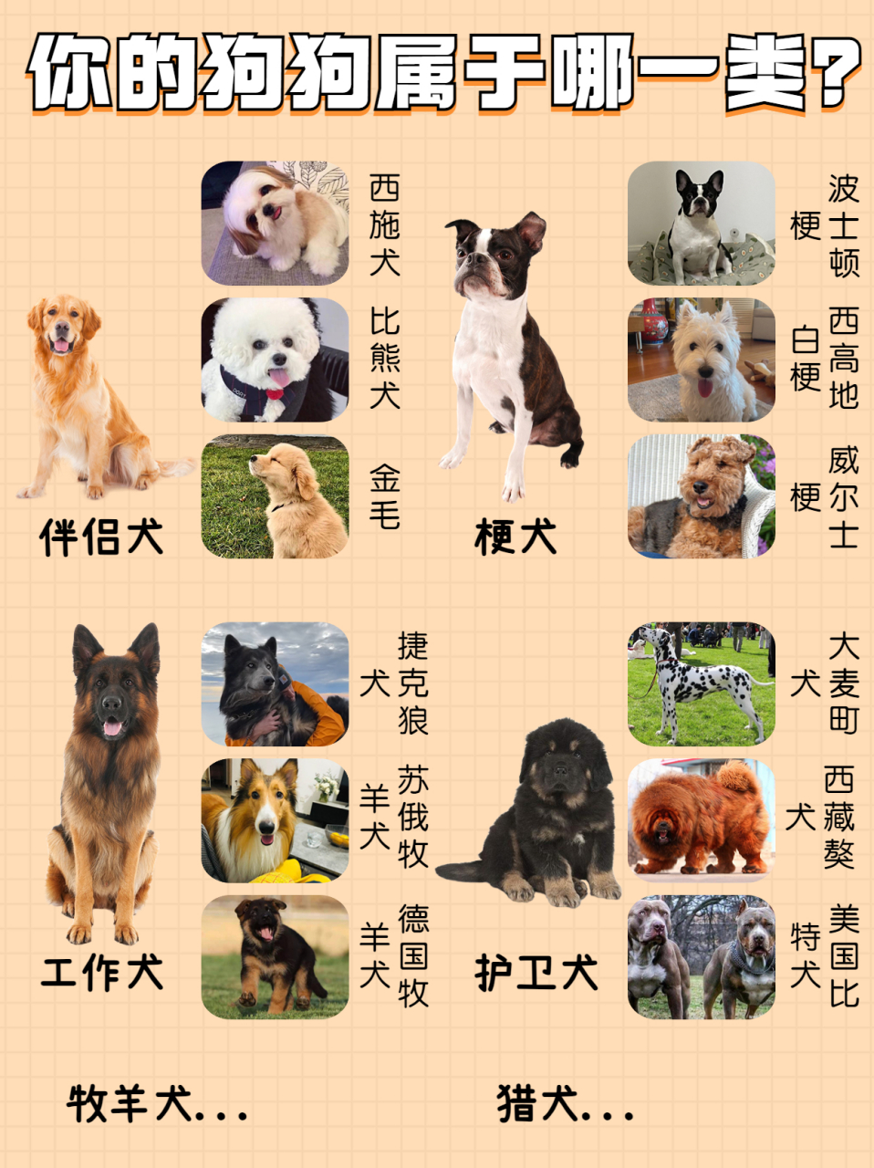狗狗种类名字与图片图片