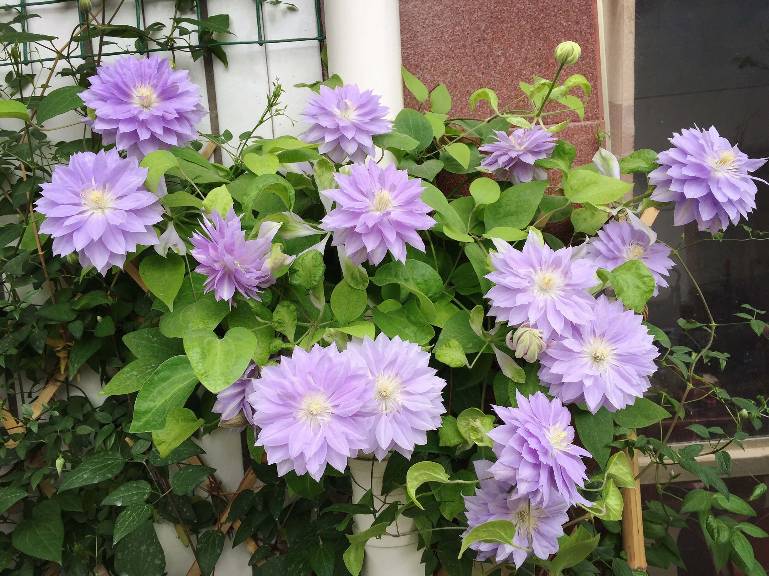 给大家推荐一款春天很美的铁线莲——重瓣丹妮,花型重瓣,花径13-16cm