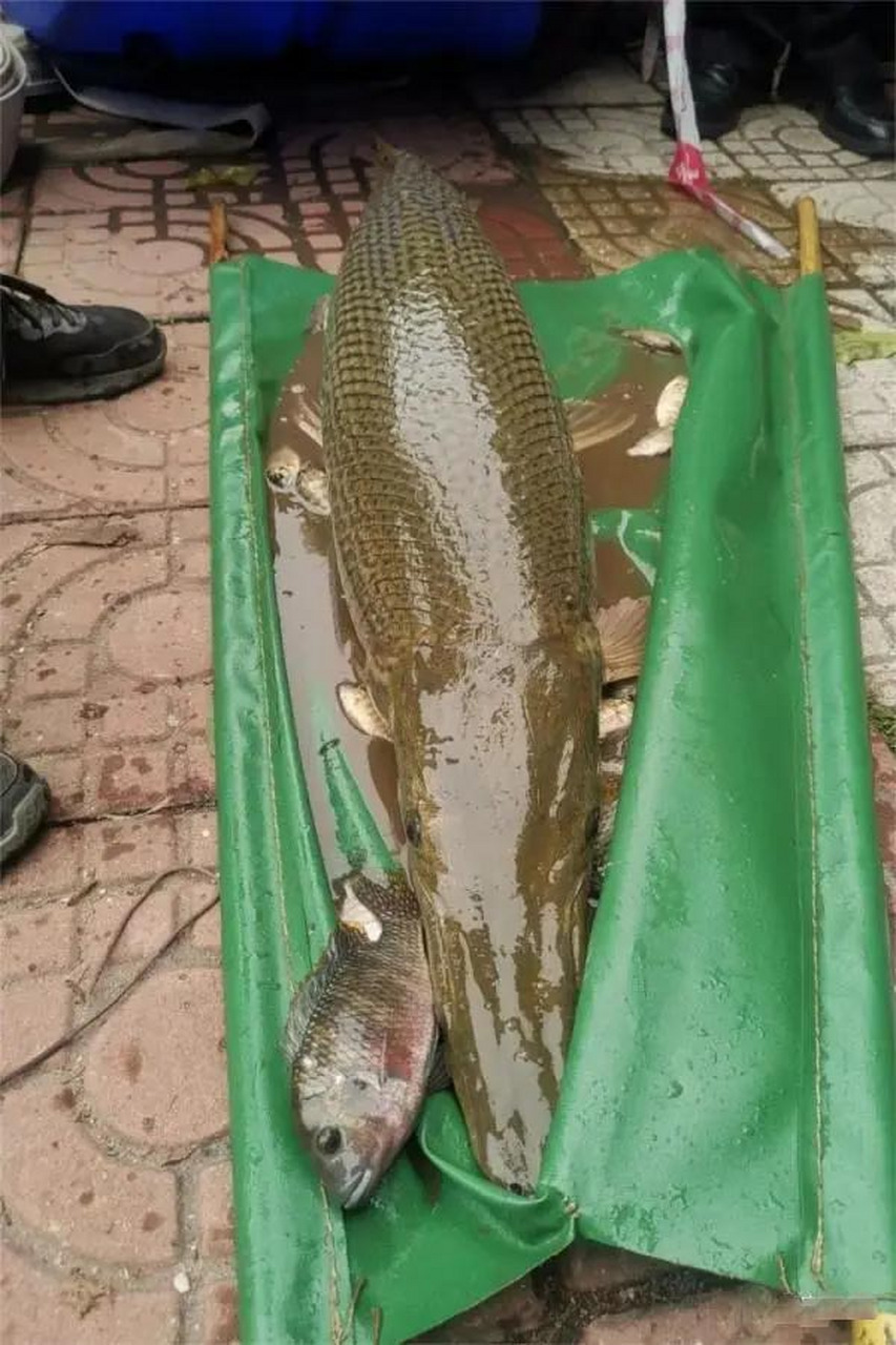 26米,重约40斤的鳄雀鳝被捕上岸,为什么这两年鳄雀鳝越来越多,这种鱼
