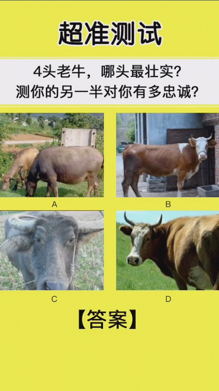 4头老牛,哪头最壮实?测你的另一半对你有多忠诚?#塔罗测试