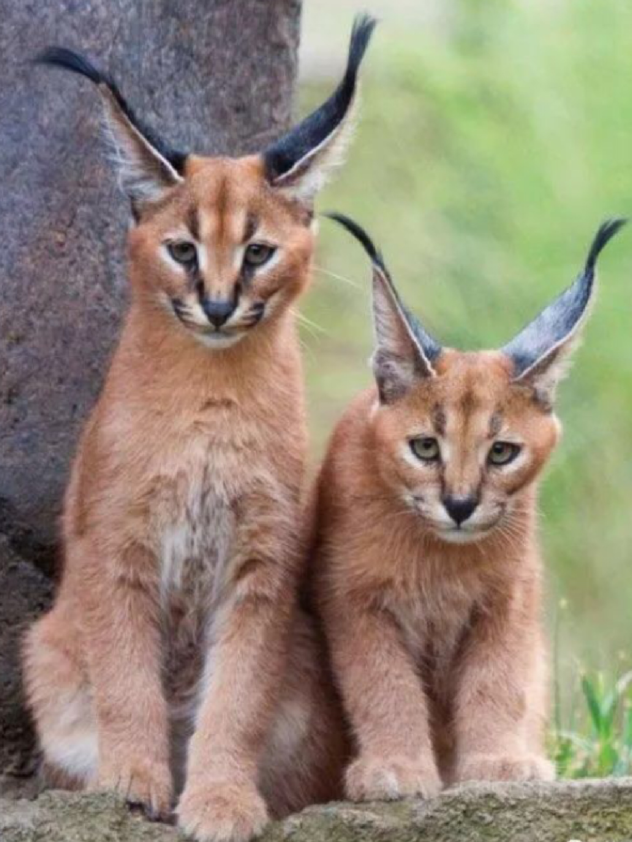 名称:狞猫 分类:动物界,脊索动物门,哺乳纲,兽亚纲,食肉目,裂脚亚目