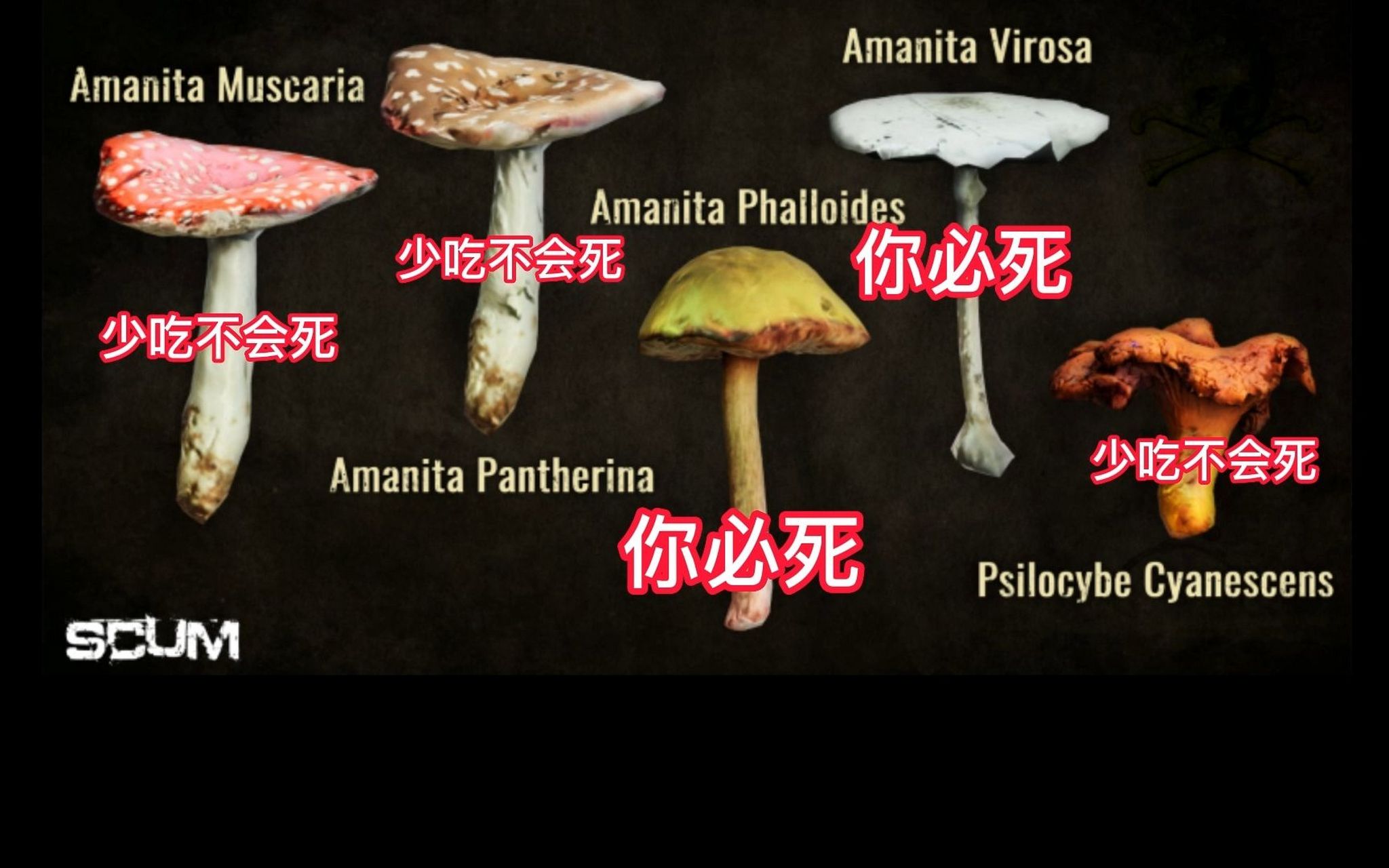 毒蘑菇导致幻觉动感图#   你以为长的漂亮的,会是毒蘑菇.