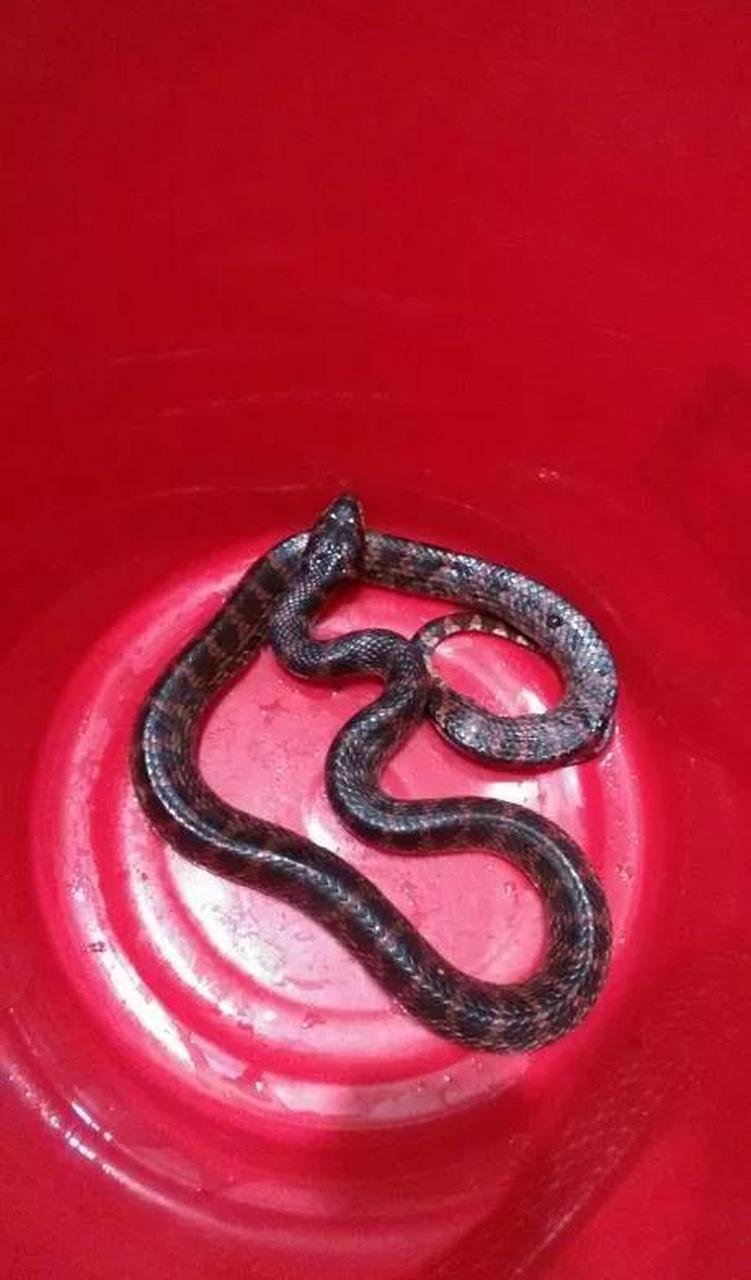 这不在4月2号广西北海一4岁小孩被蛇咬伤,等他的妈妈发现以后孩子已经