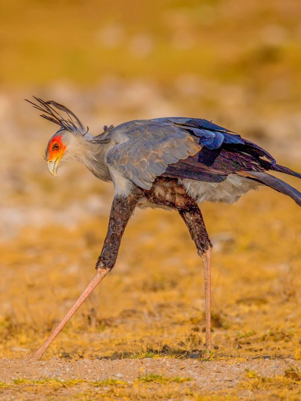 每天陪孩子一起瞧动物 名称:蛇鹫jiu(sagittarius serpentarius) 别名