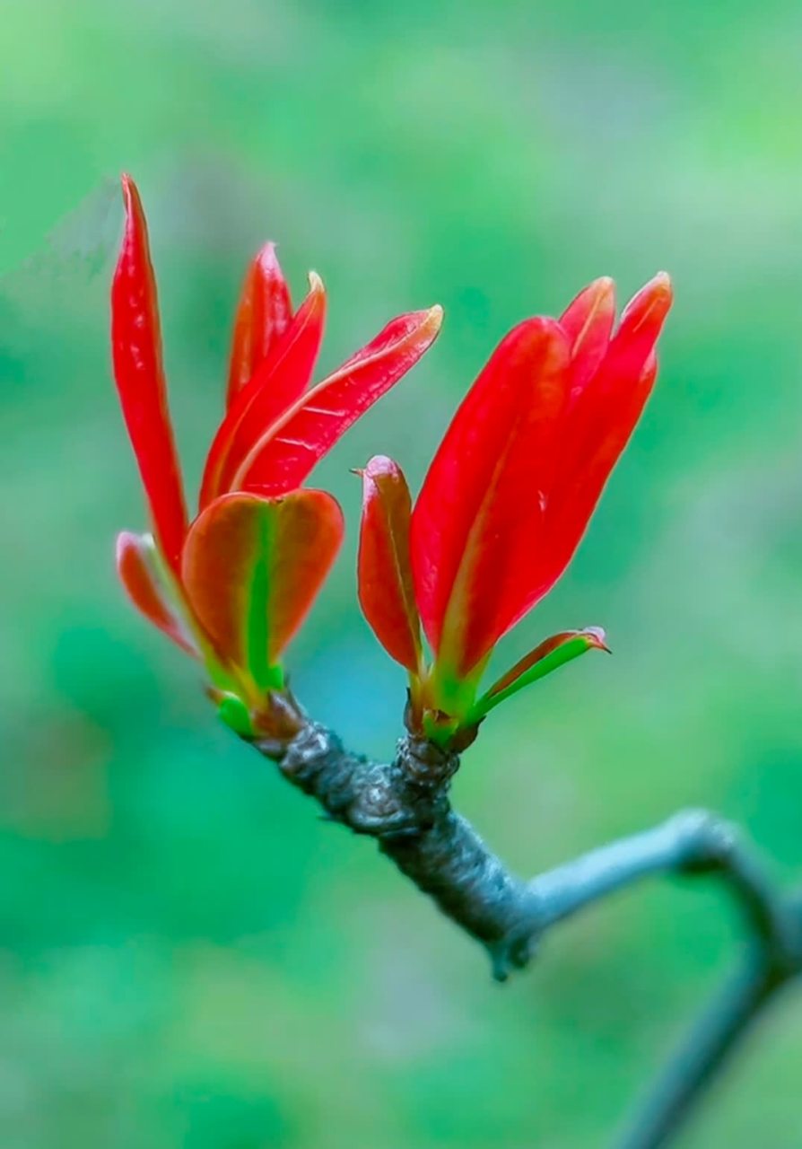 树芽图片特写图片