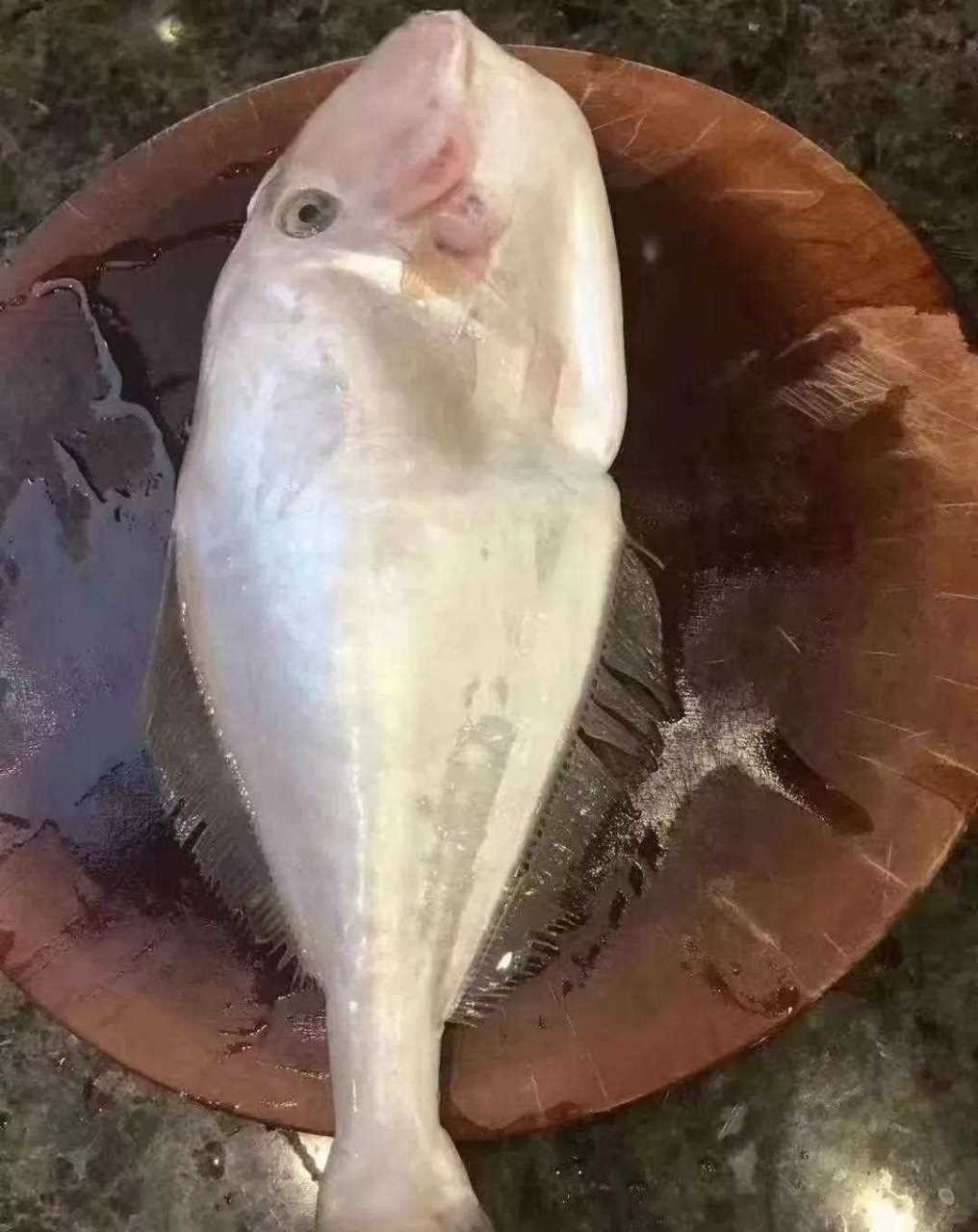 大扒皮鱼～经典好吃的实惠海鱼!这是本港货,非超市常见冷冻货!