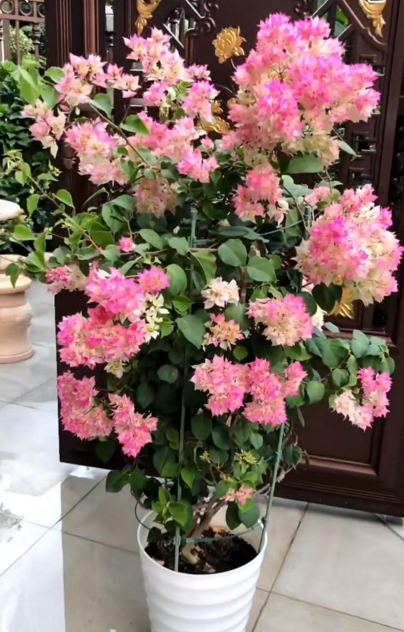 有种重瓣三角梅,名叫"怡锦",也叫西施怡锦,花朵很漂亮,花瓣数量多,层