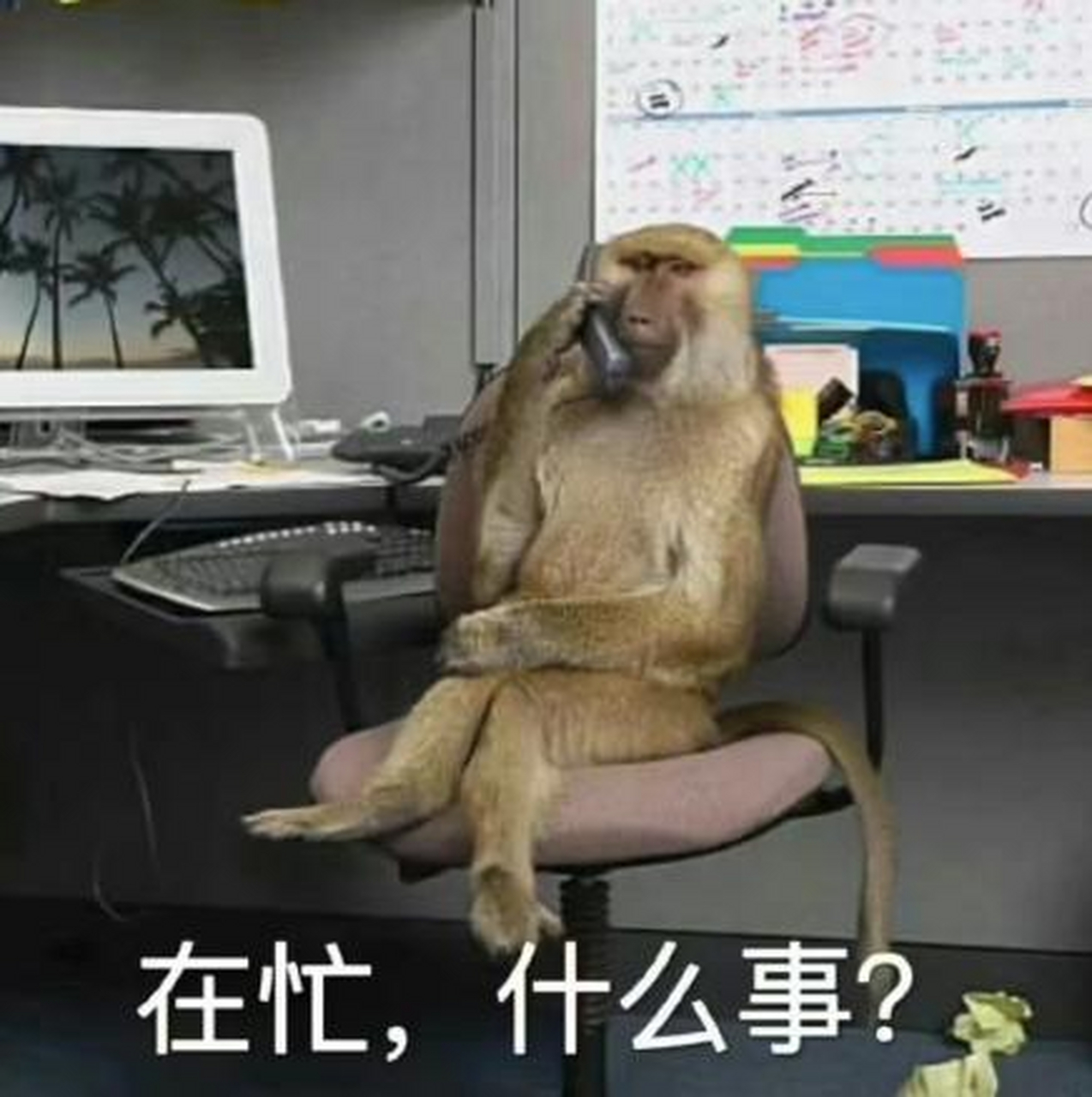 一夜之间,"吗喽"占领了年轻人的生活圈  "吗喽"